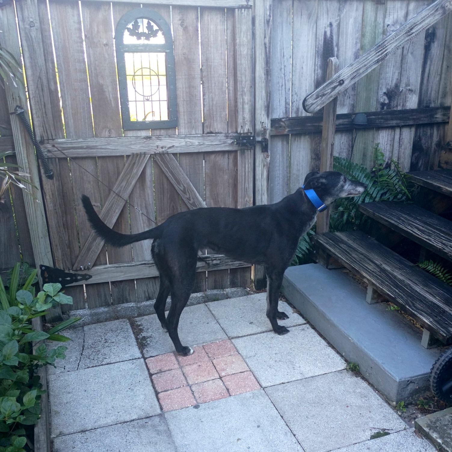 Enlarge Inislosky Romeo (Romeo), a ADOPTABLE Greyhound in Tarpon Springs, FL image 3/5