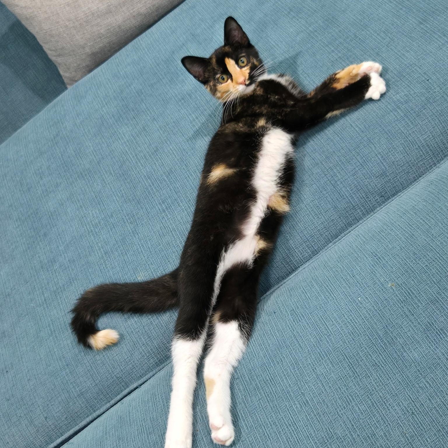 Myxomatosis, Adoptable, Kitten Female Domestic Short Hair.