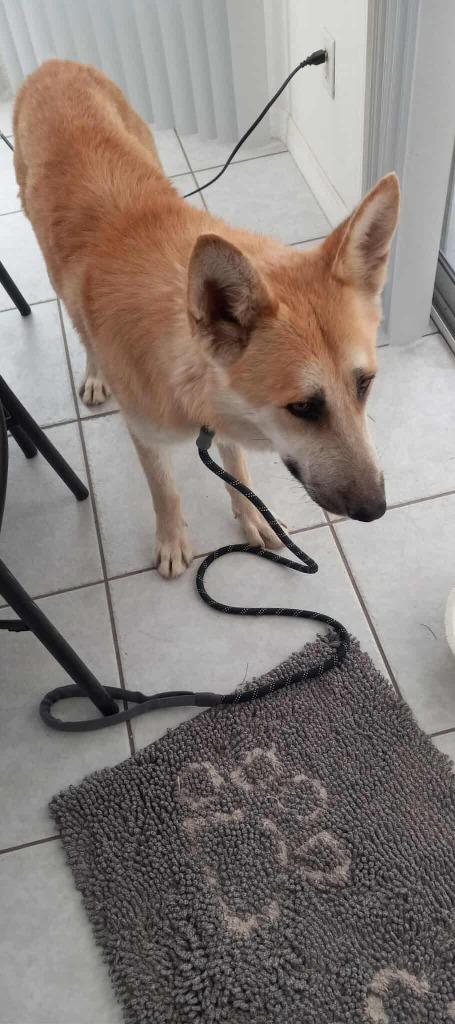 Harley D, Adoptable, Adult Male Husky.