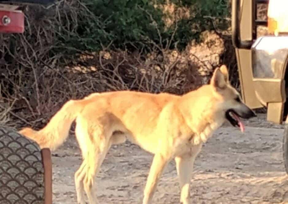 Enlarge Harley D, a Adoptable mixed breed in Pahrump, NV image 2/2