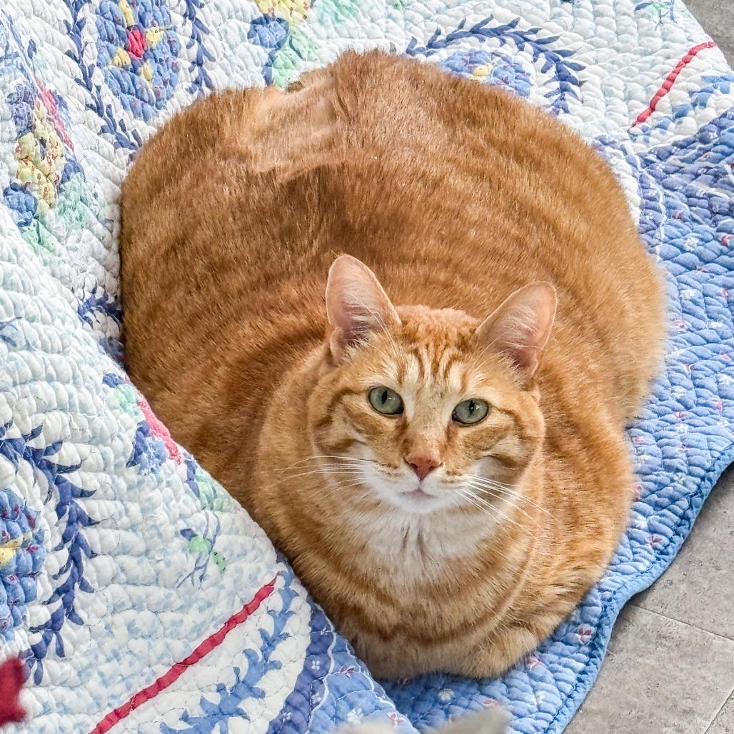 Enlarge Gunner, a Adoptable Domestic Short Hair in Kennebunk, ME image 1/6