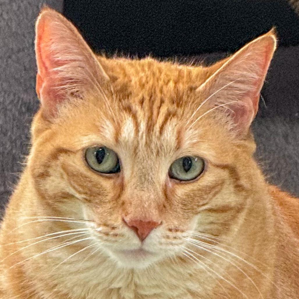 Enlarge Gunner, a Adoptable Domestic Short Hair in Kennebunk, ME image 2/6