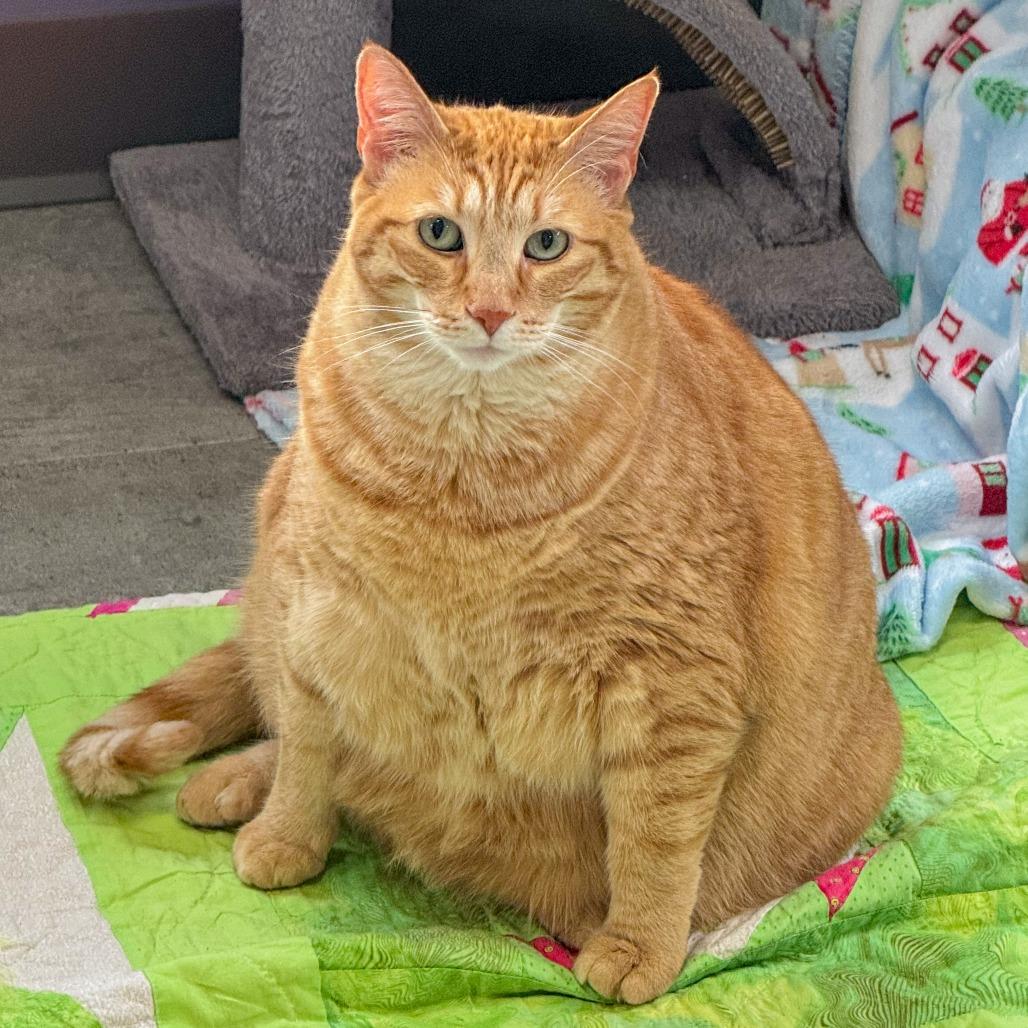 Enlarge Gunner, a Adoptable Domestic Short Hair in Kennebunk, ME image 3/6