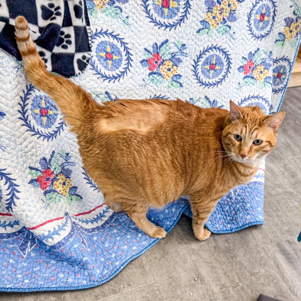 Enlarge Gunner, a Adoptable Domestic Short Hair in Kennebunk, ME image 4/6