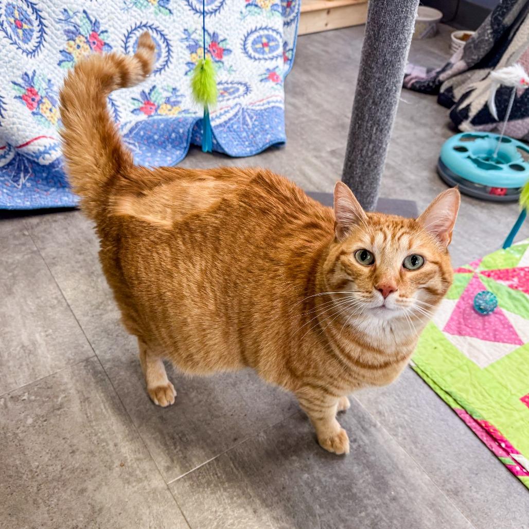 Enlarge Gunner, a Adoptable Domestic Short Hair in Kennebunk, ME image 5/6