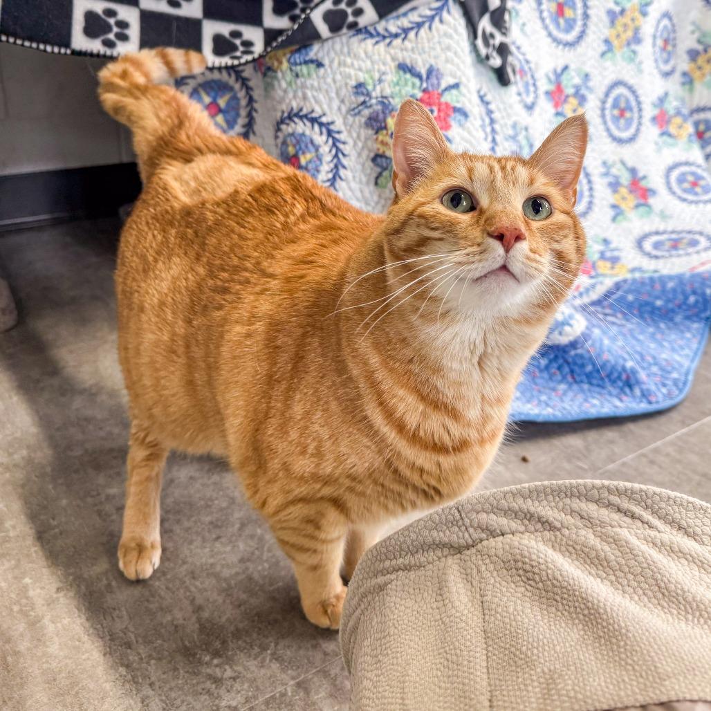 Enlarge Gunner, a Adoptable Domestic Short Hair in Kennebunk, ME image 6/6