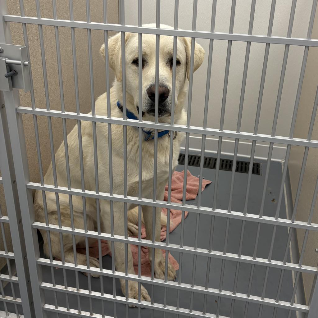 Polar Bear, a Adoptable Great Pyrenees in Rifle, CO image 4/6