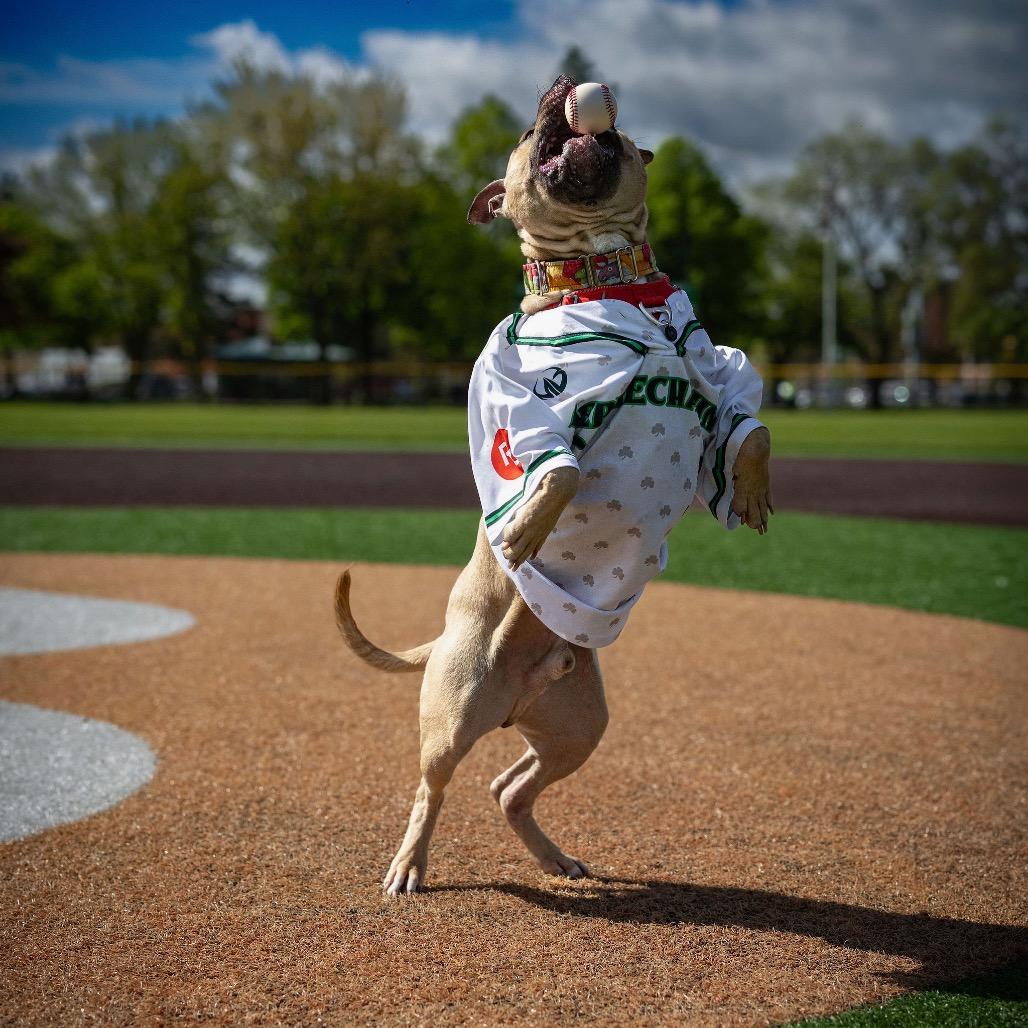 Apple Jack, a Adoptable Mixed Breed in Grand Rapids, MI image 2/6