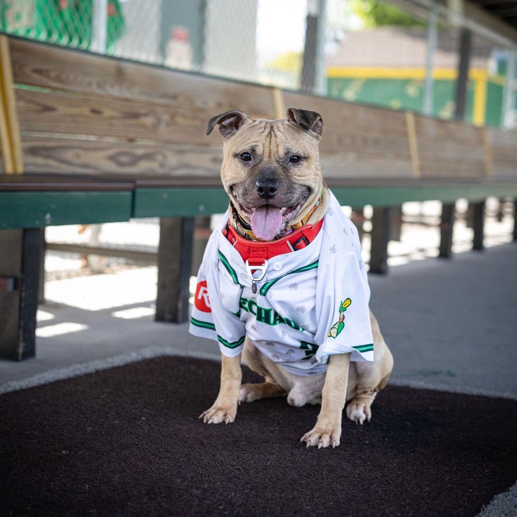 Apple Jack, a Adoptable Mixed Breed in Grand Rapids, MI image 3/6
