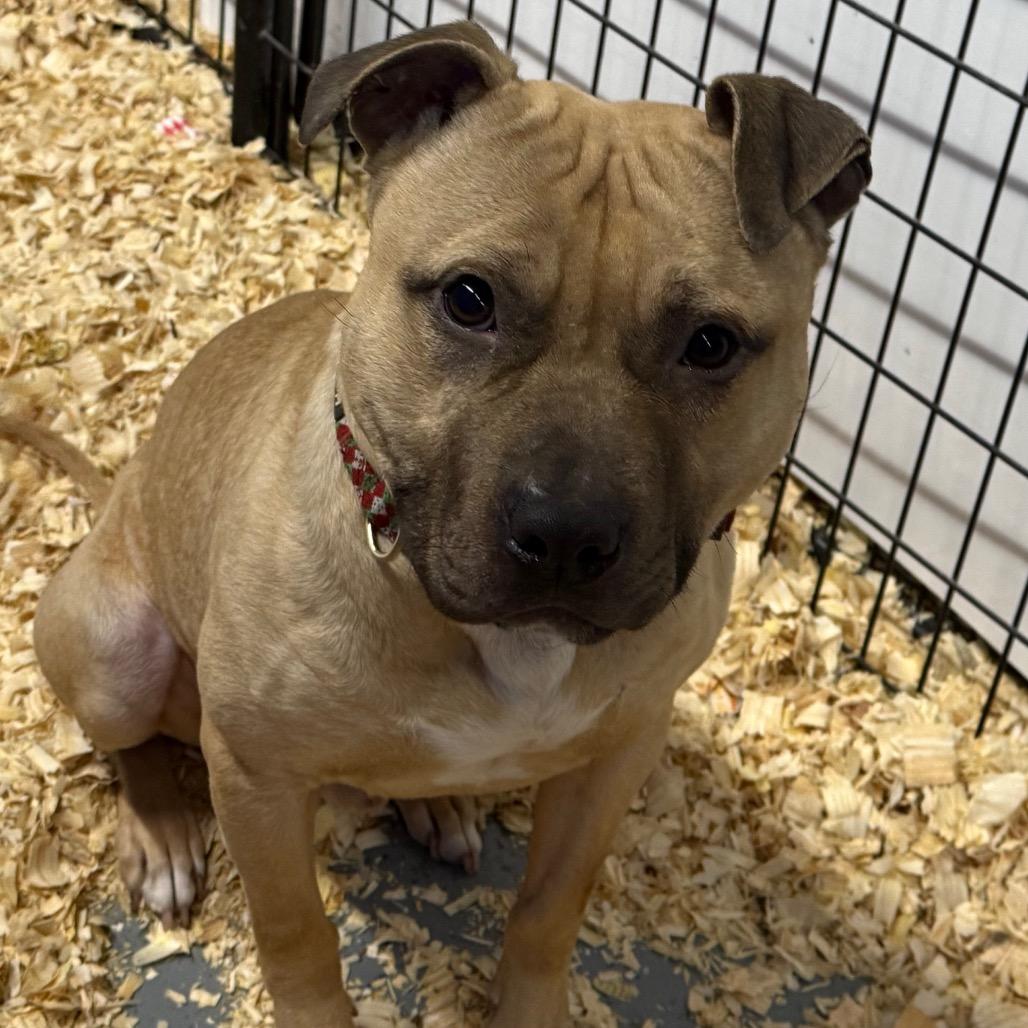 Apple Jack, a Adoptable Mixed Breed in Grand Rapids, MI image 4/6