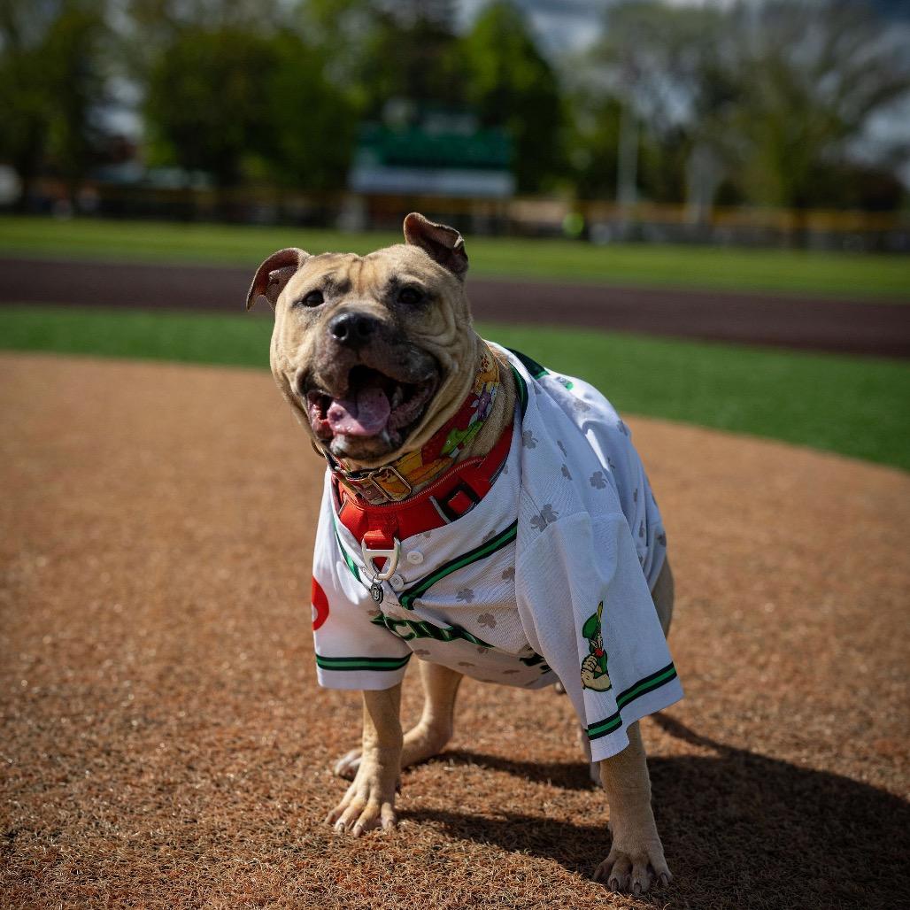 Apple Jack, a Adoptable Mixed Breed in Grand Rapids, MI image 6/6