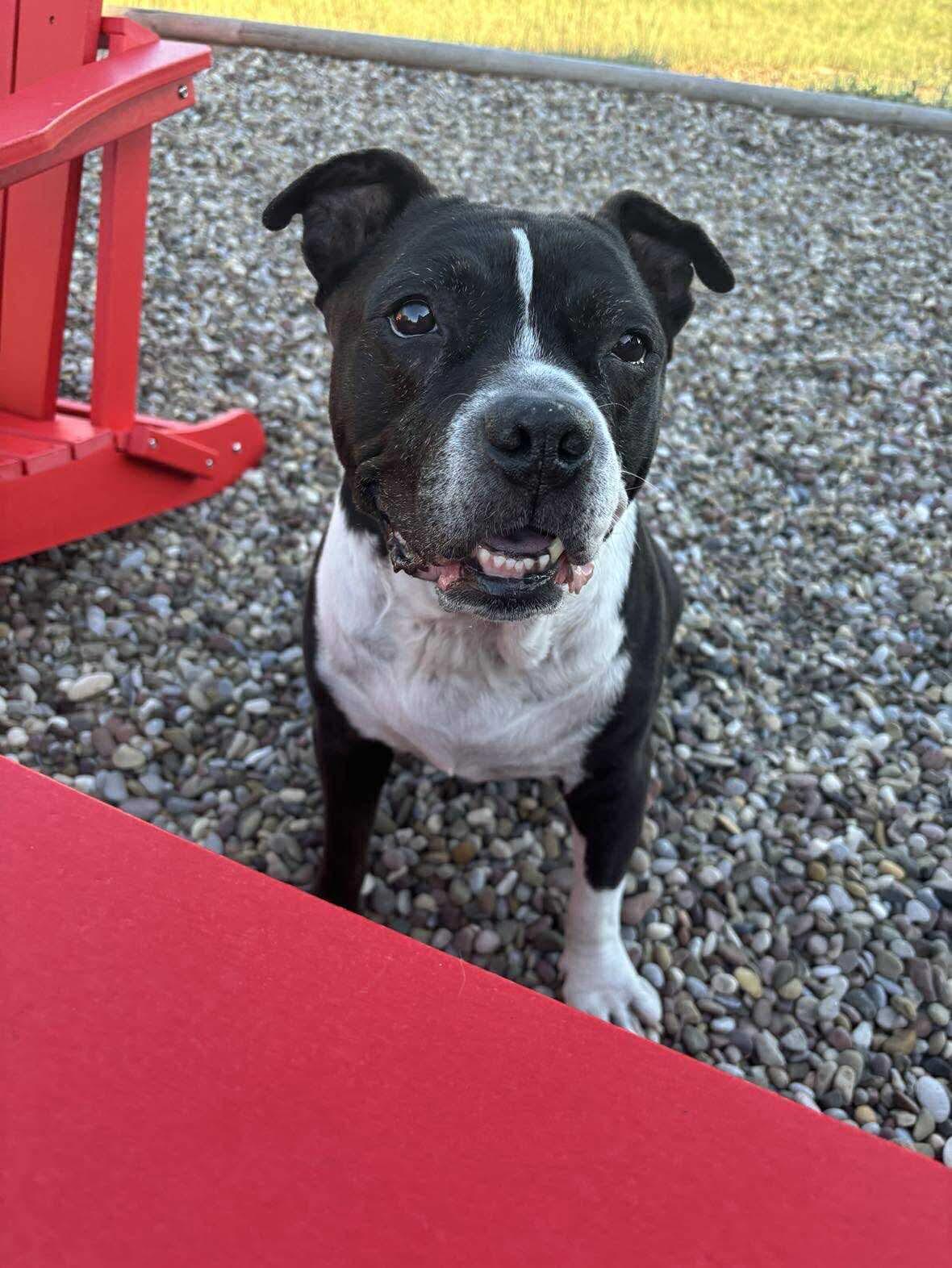 Enlarge Zeus, a Adopted Pit Bull Terrier in Arlee, MT image 1/6