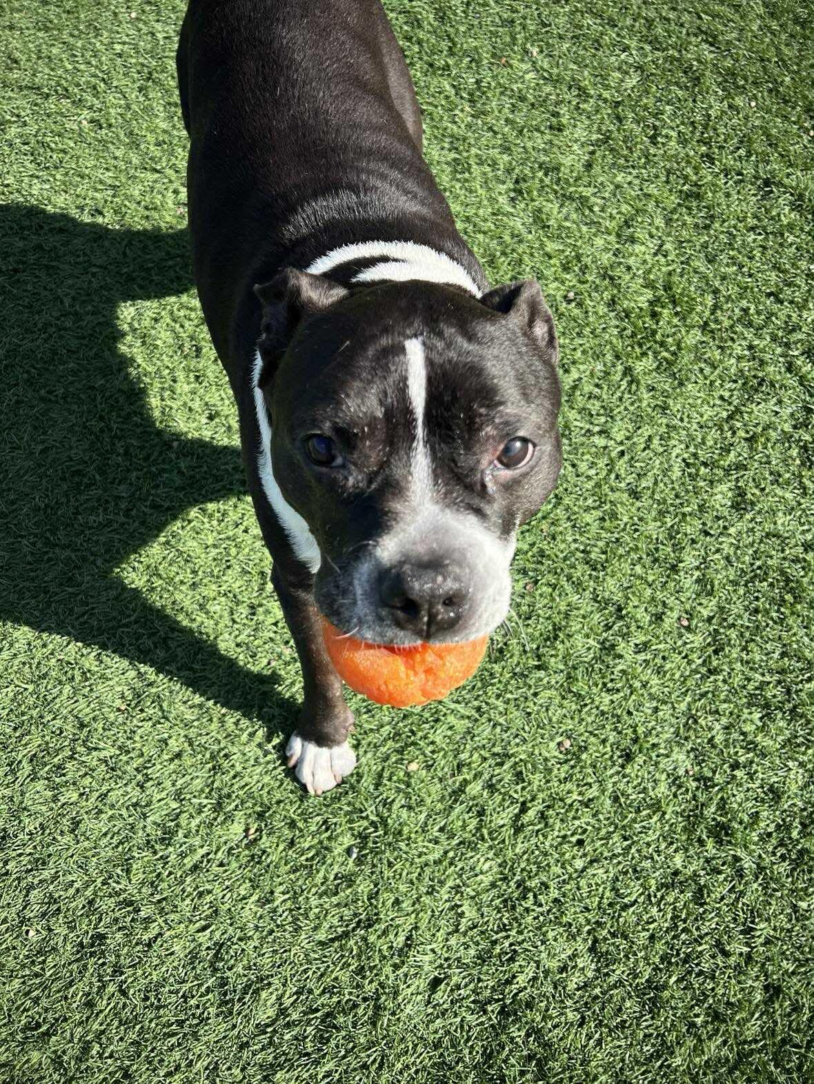 Enlarge Zeus, a Adopted Pit Bull Terrier in Arlee, MT image 2/6