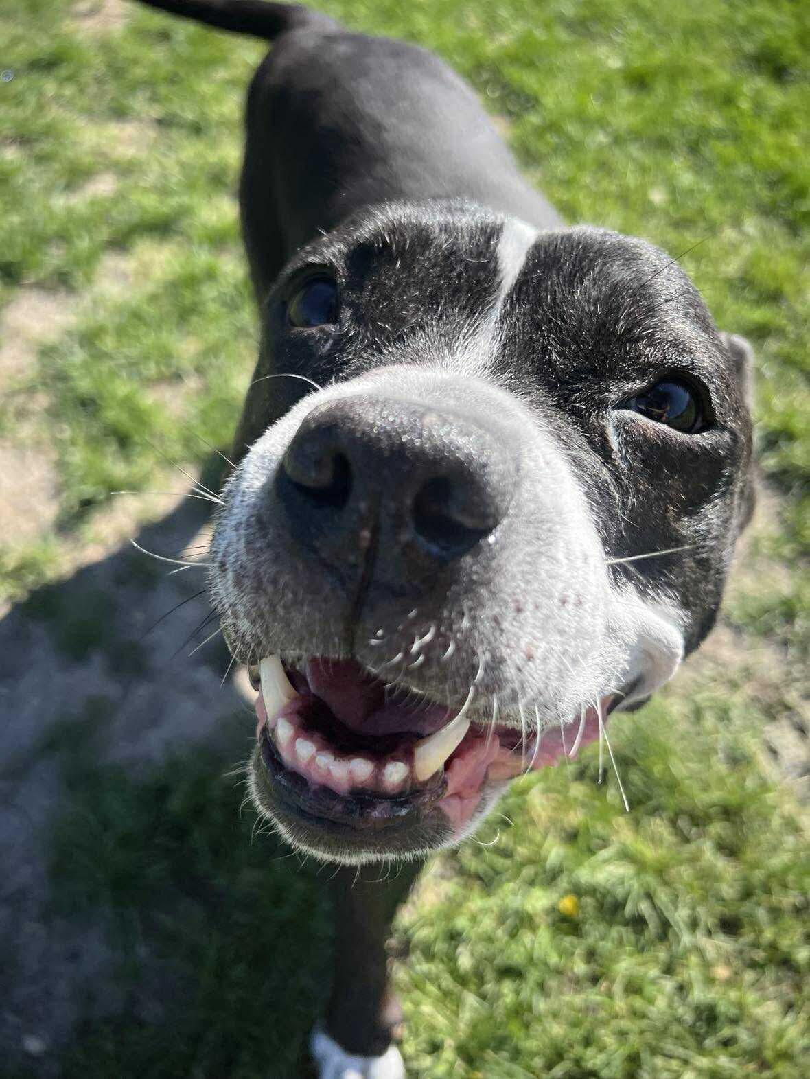 Enlarge Zeus, a Adopted Pit Bull Terrier in Arlee, MT image 3/6