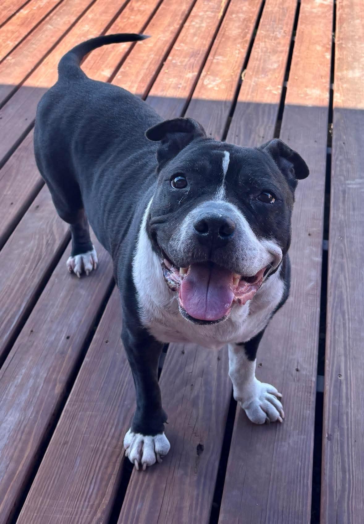 Enlarge Zeus, a Adopted Pit Bull Terrier in Arlee, MT image 5/6