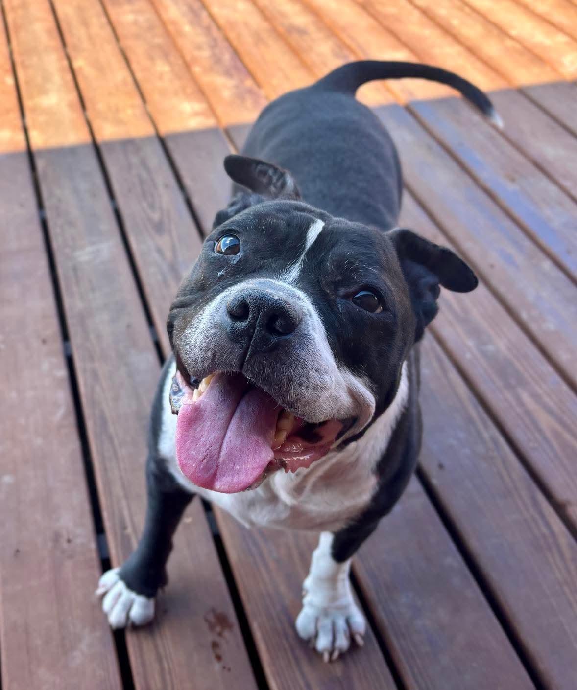 Enlarge Zeus, a Adopted Pit Bull Terrier in Arlee, MT image 6/6