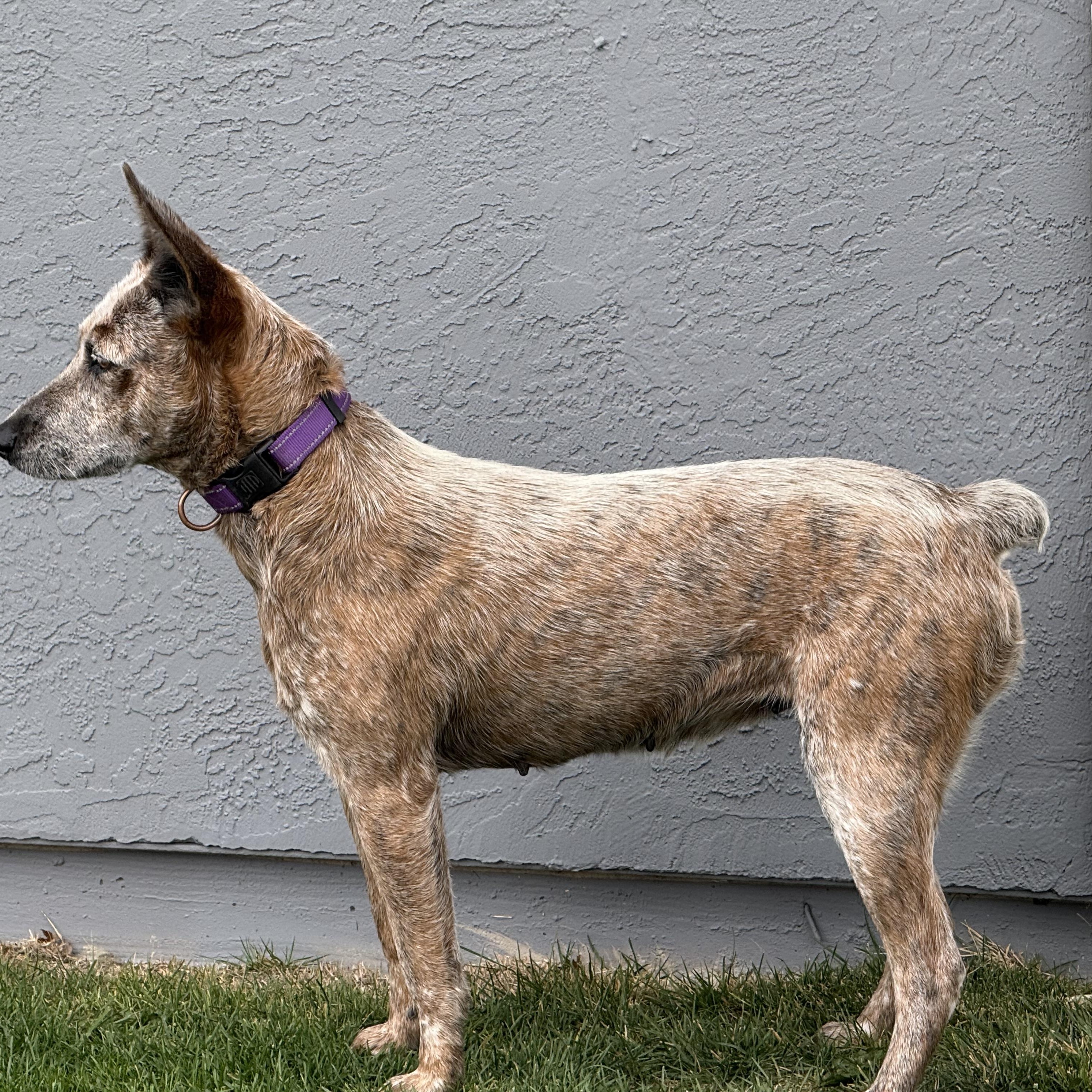 Enlarge Kismet, a Adoptable mixed breed in Pleasanton, CA image 4/5