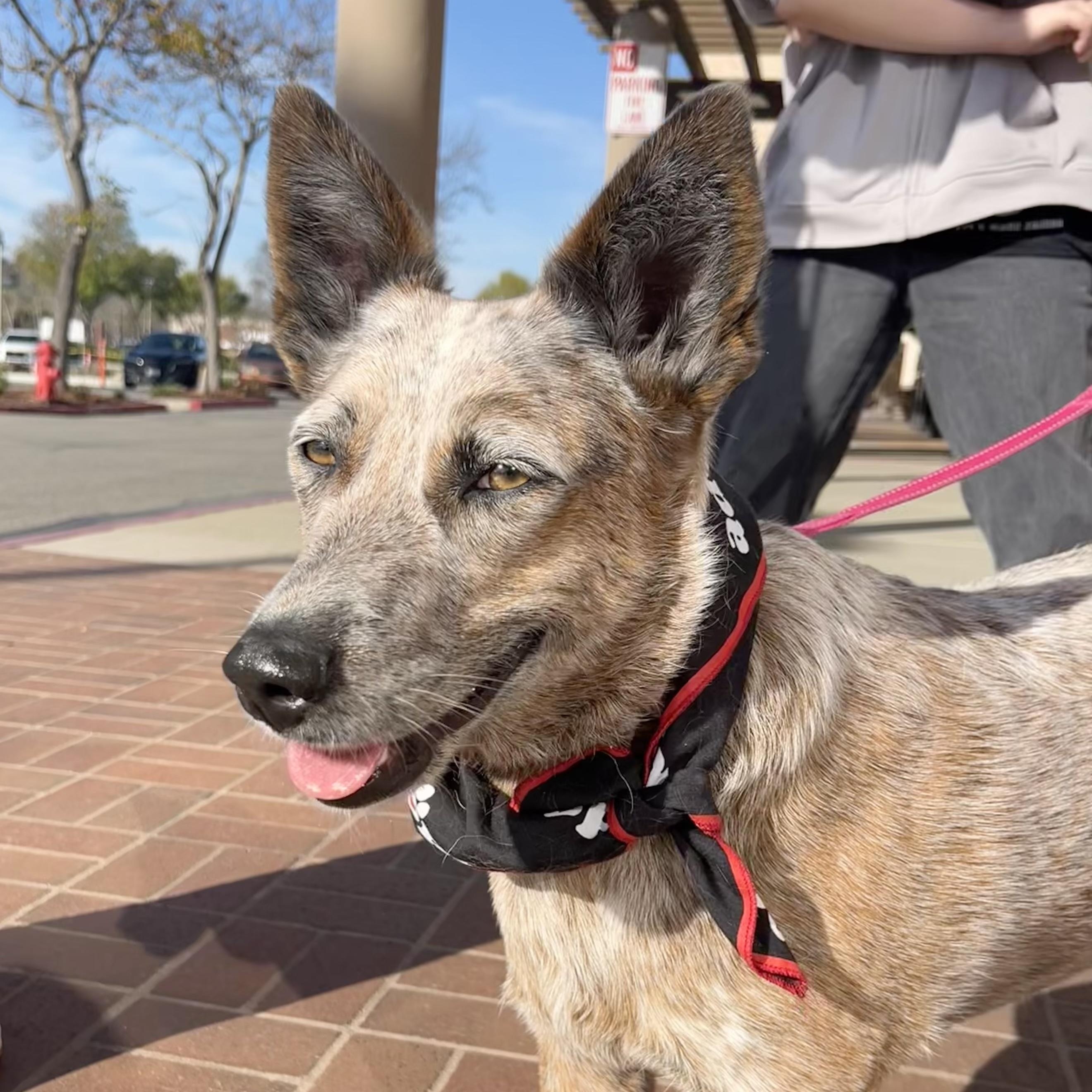 Enlarge Kismet, a Adoptable mixed breed in Pleasanton, CA image 1/6