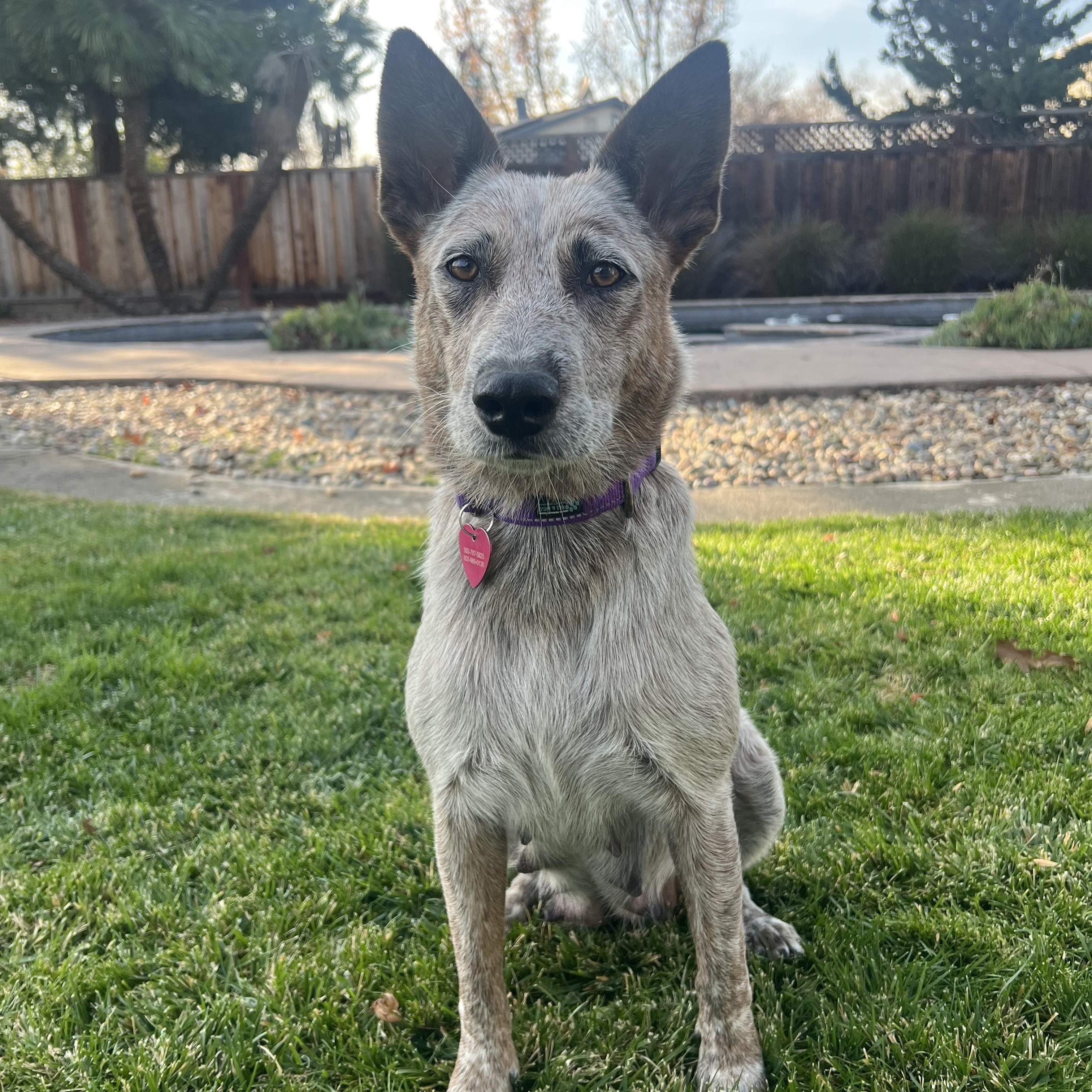 Enlarge Kismet, a Adoptable mixed breed in Pleasanton, CA image 1/5