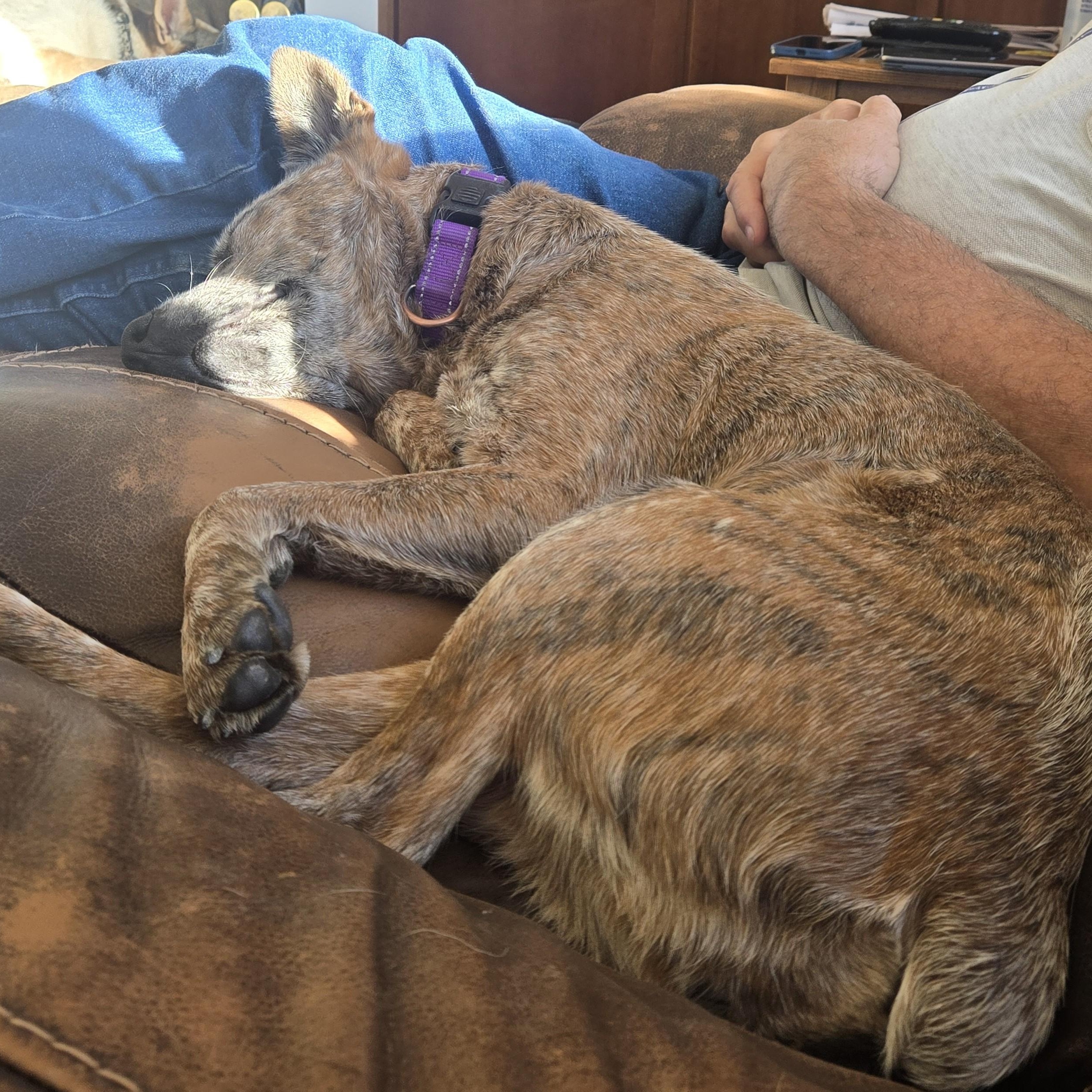 Enlarge Kismet, a Adoptable mixed breed in Pleasanton, CA image 5/5