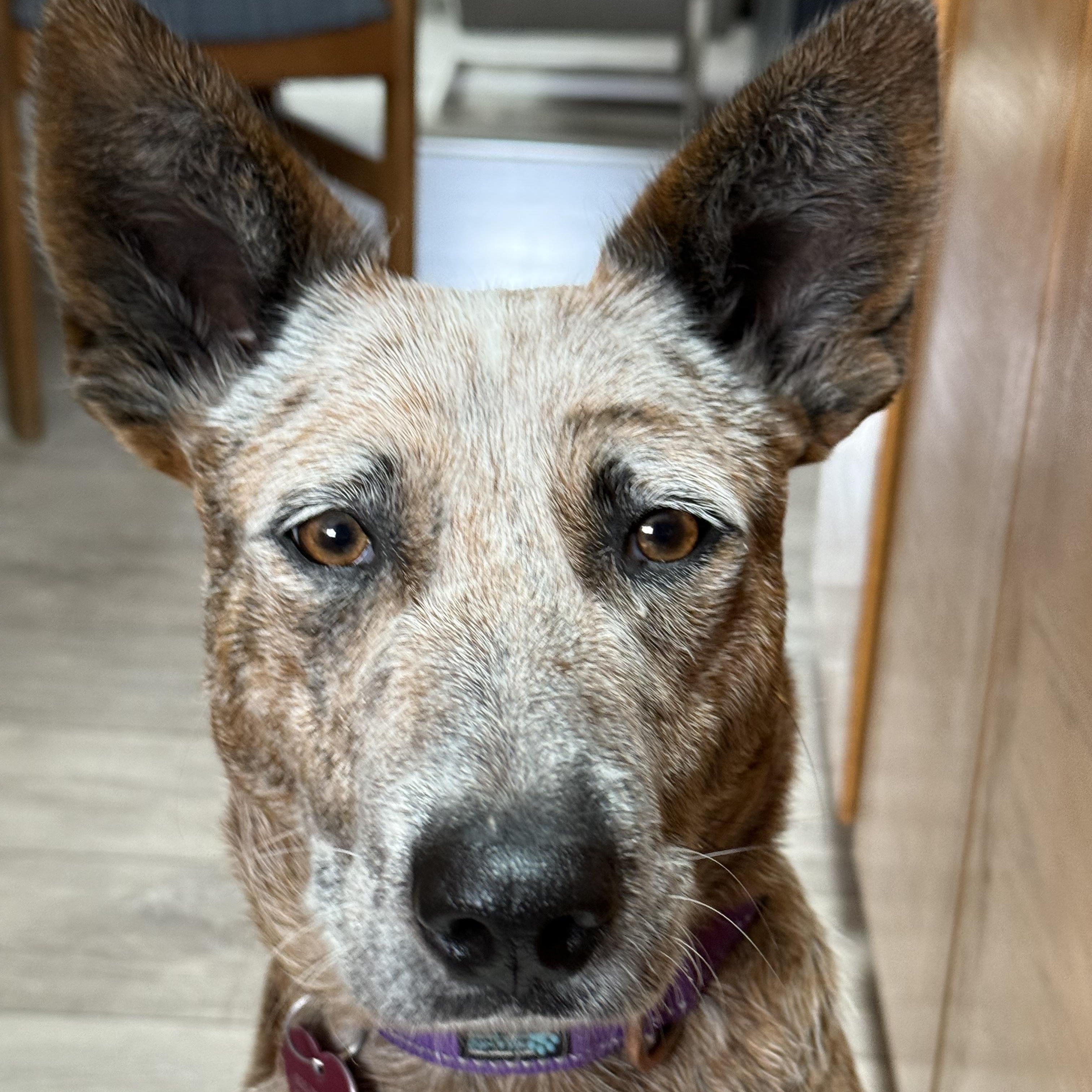 Enlarge Kismet, a Adoptable mixed breed in Pleasanton, CA image 2/5