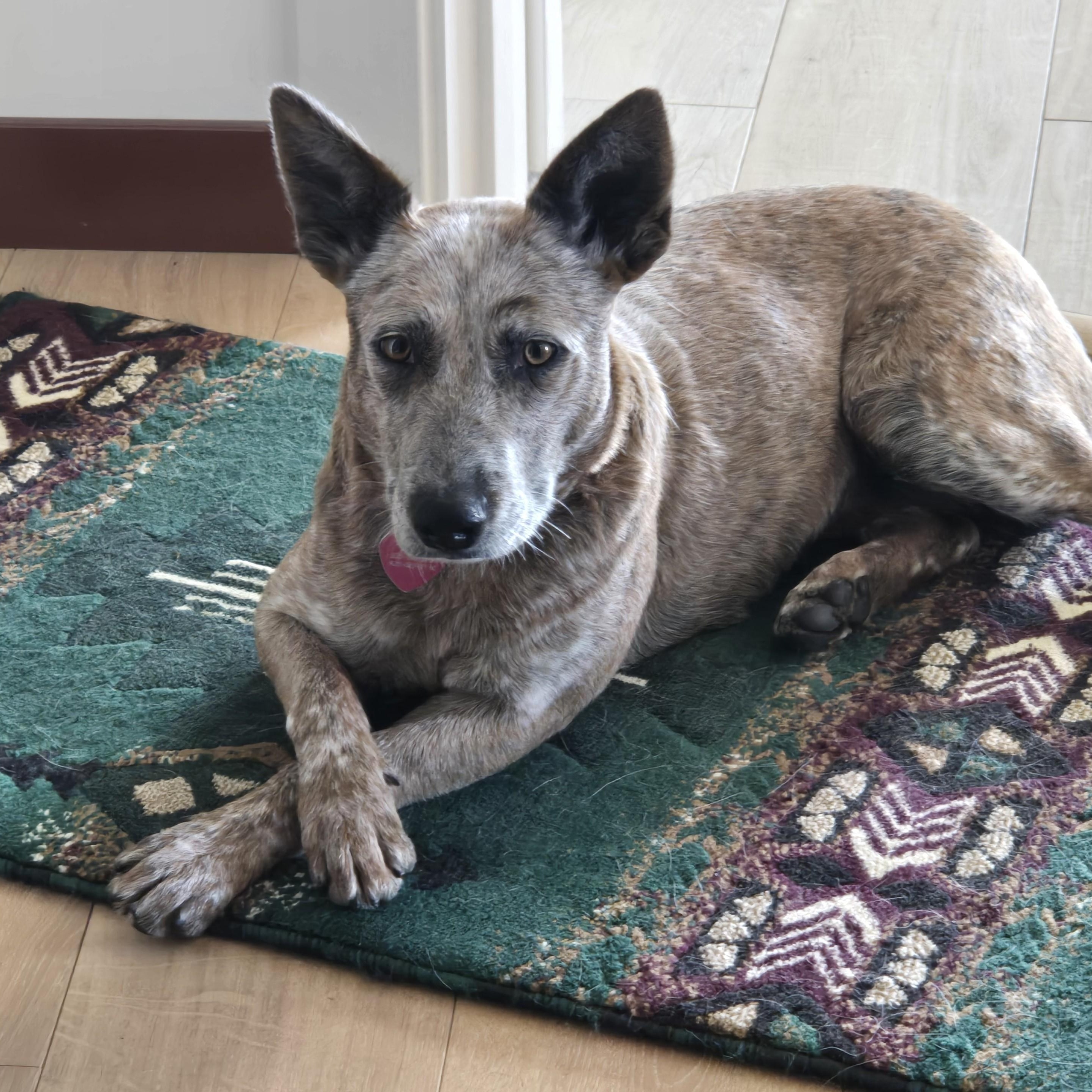 Enlarge Kismet, a Adoptable mixed breed in Pleasanton, CA image 3/5