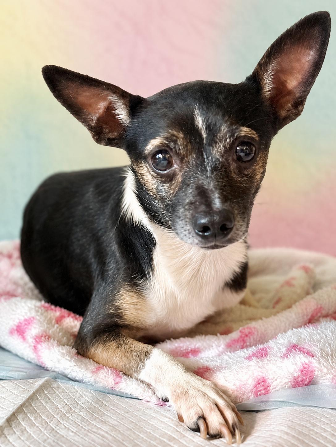 Enlarge Crenshaw 9825, a Adoptable mixed breed in Boca Raton, FL image 2/2