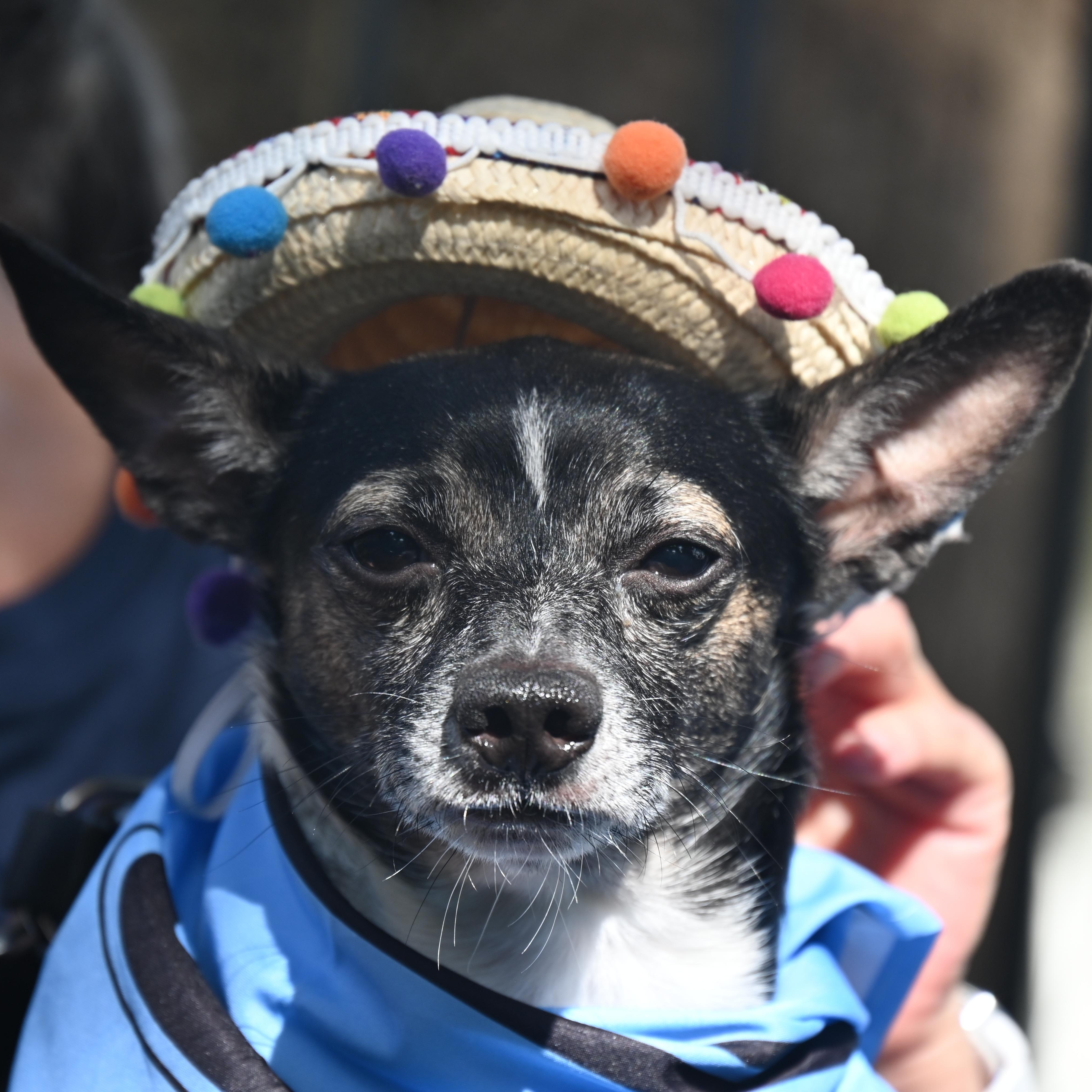 Crenshaw 9825, Adoptable, Senior Male Chihuahua.