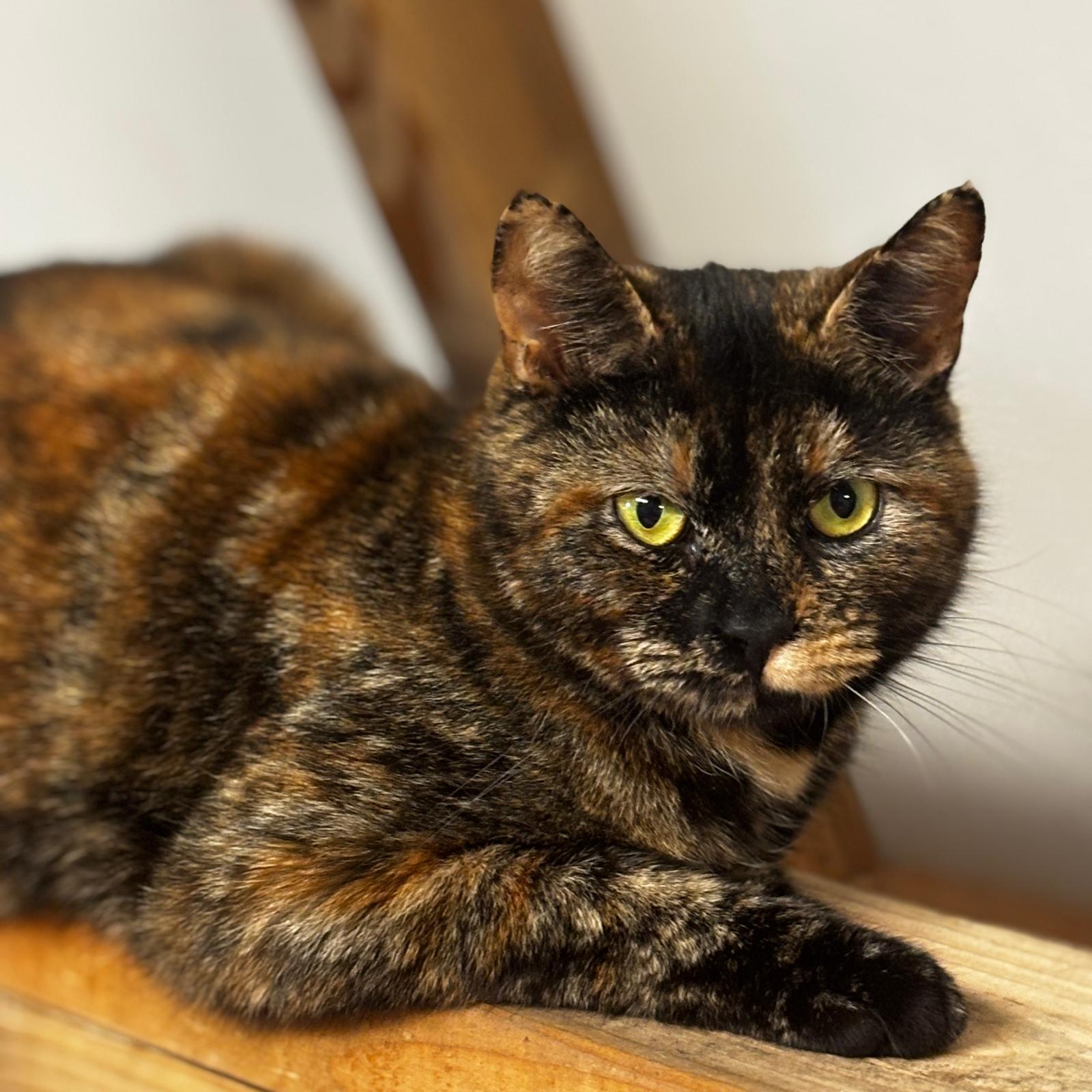 Enlarge TigerLily, a ADOPTABLE Tortoiseshell in Montclair, NJ image 4/4