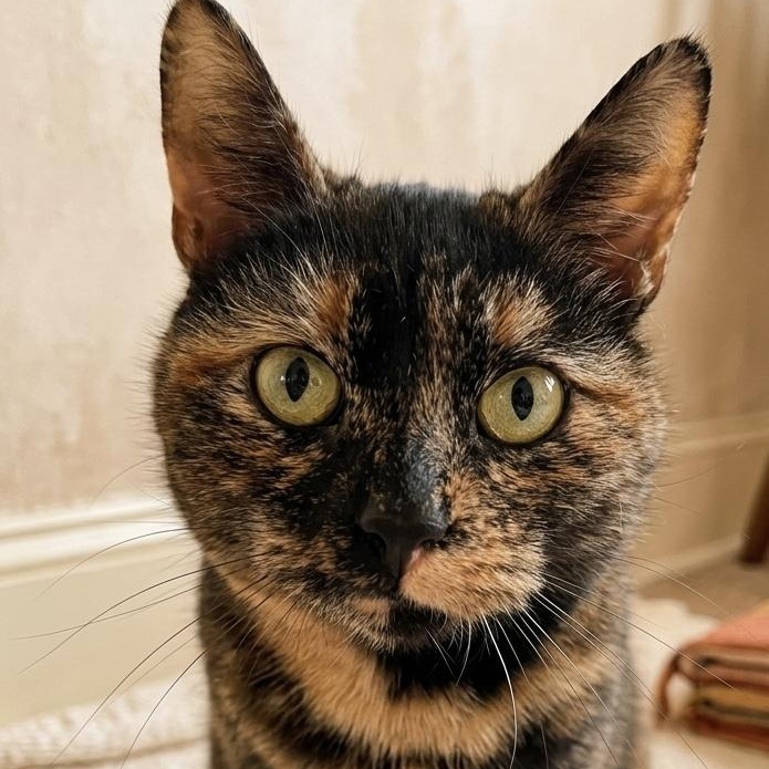 Enlarge TigerLily, a ADOPTABLE Tortoiseshell in Montclair, NJ image 1/4