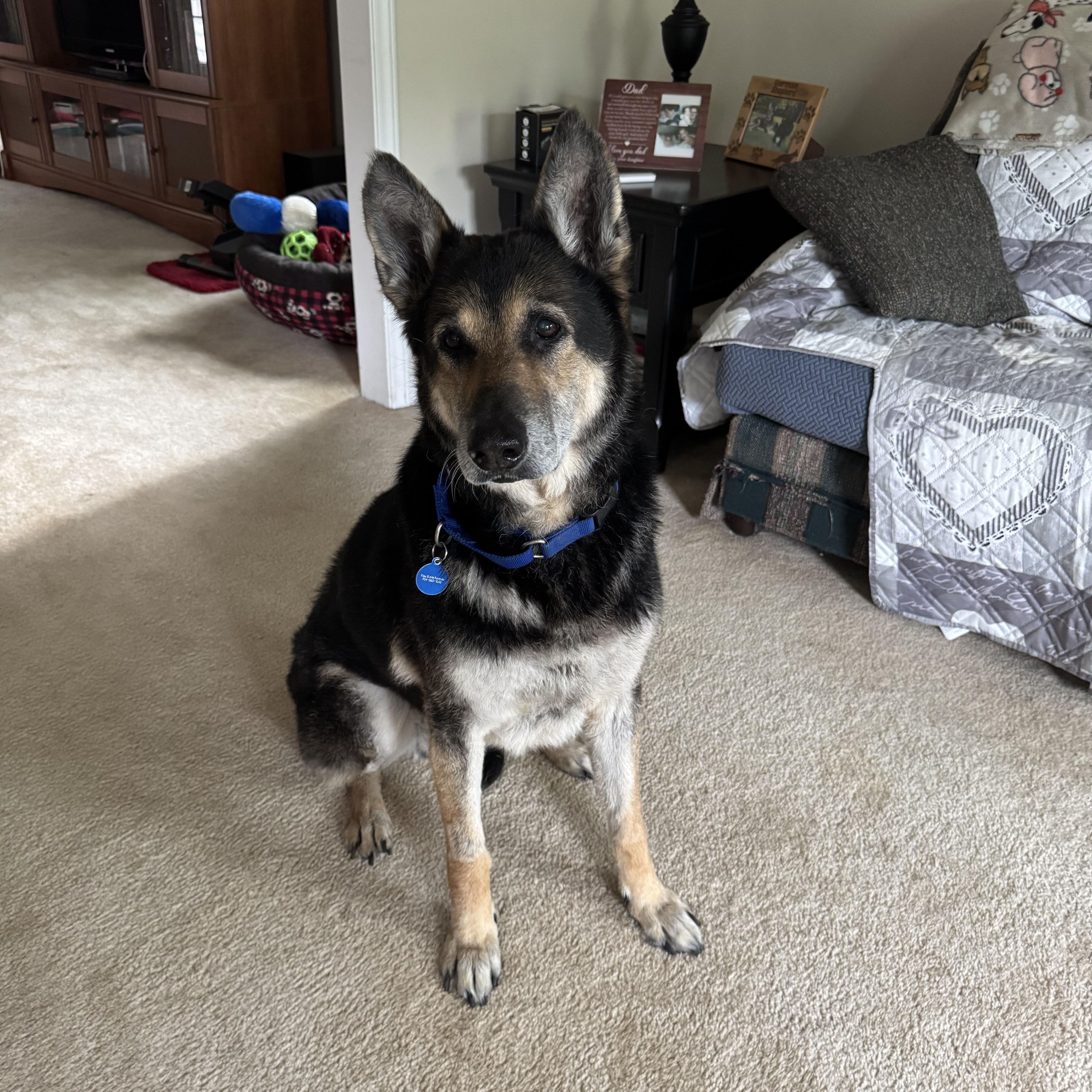 Enlarge Ryder, a ADOPTABLE mixed breed in Charlotte, NC image 3/5