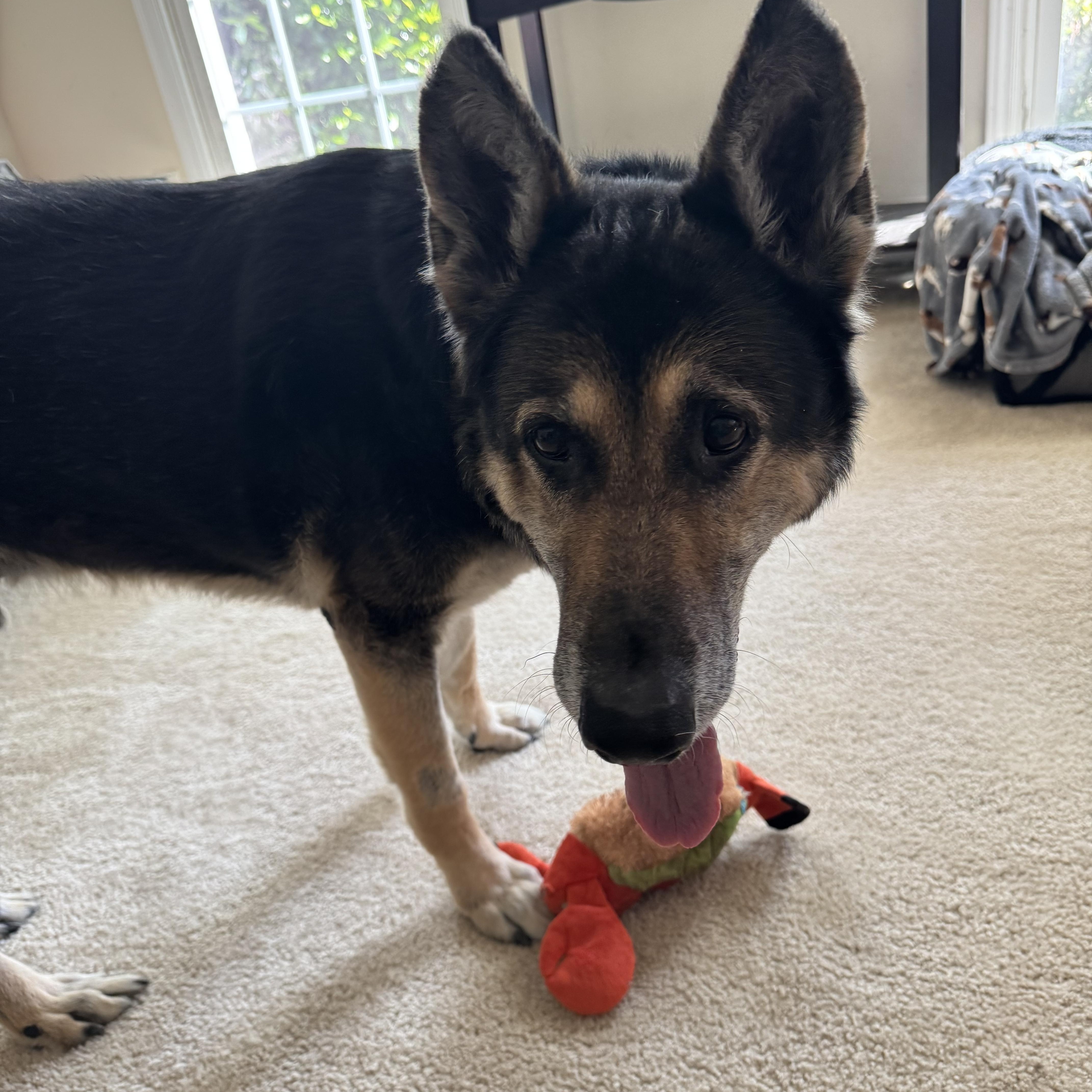 Enlarge Ryder, a ADOPTABLE mixed breed in Charlotte, NC image 2/5