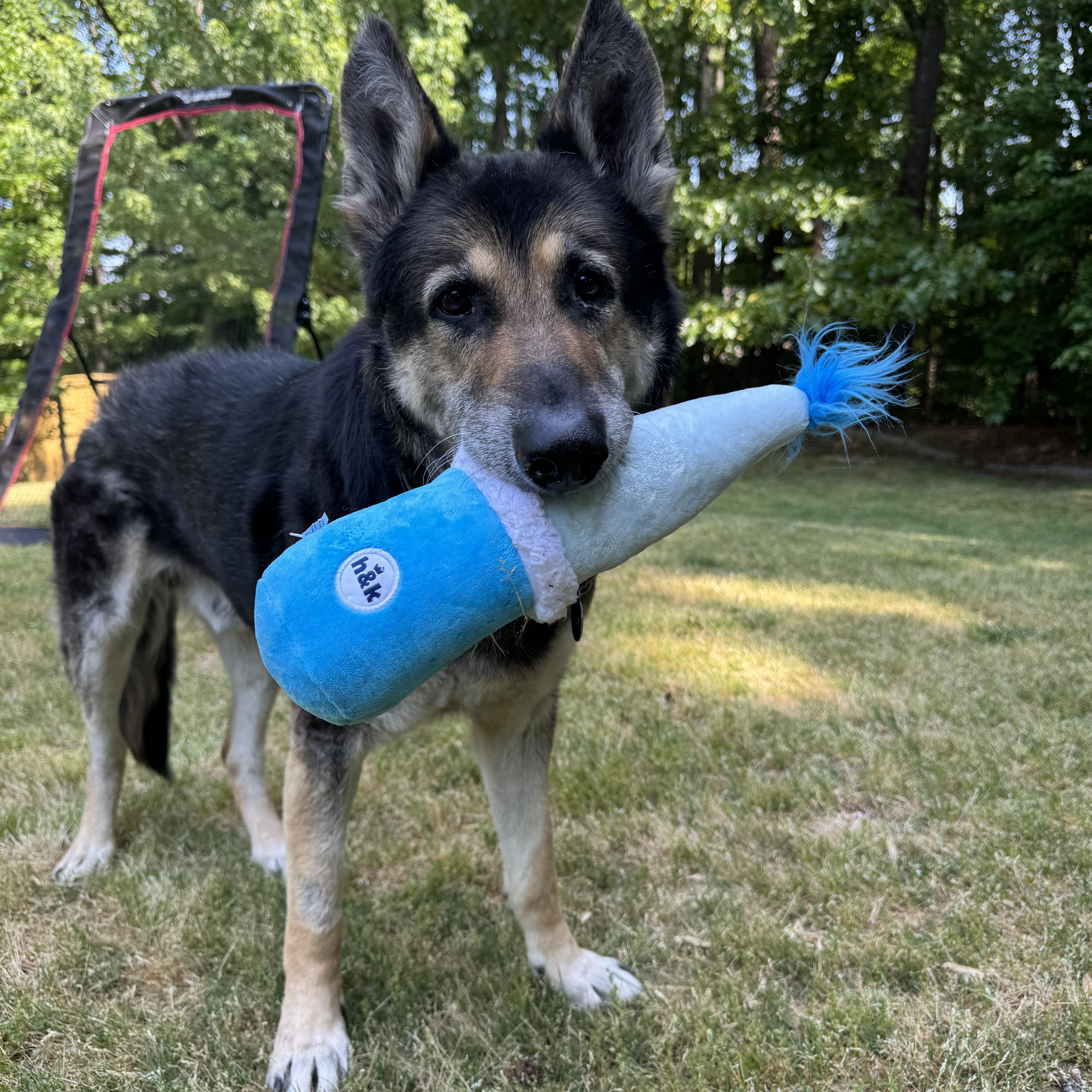 Enlarge Ryder, a ADOPTABLE mixed breed in Charlotte, NC image 1/5