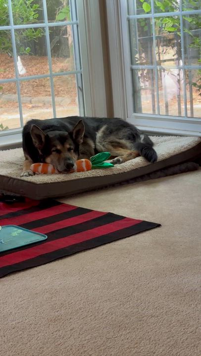 Enlarge Ryder, a ADOPTABLE mixed breed in Charlotte, NC video 5/5