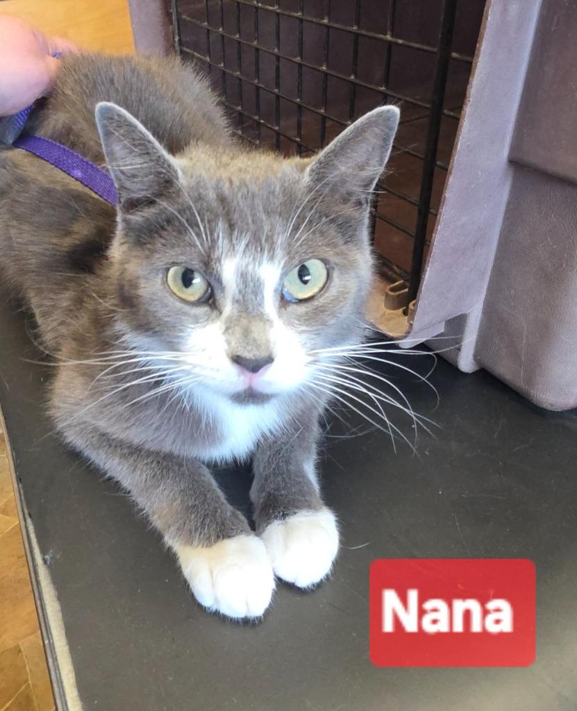 Enlarge Nana, a Adopted mixed breed in Mena, AR image 1/1
