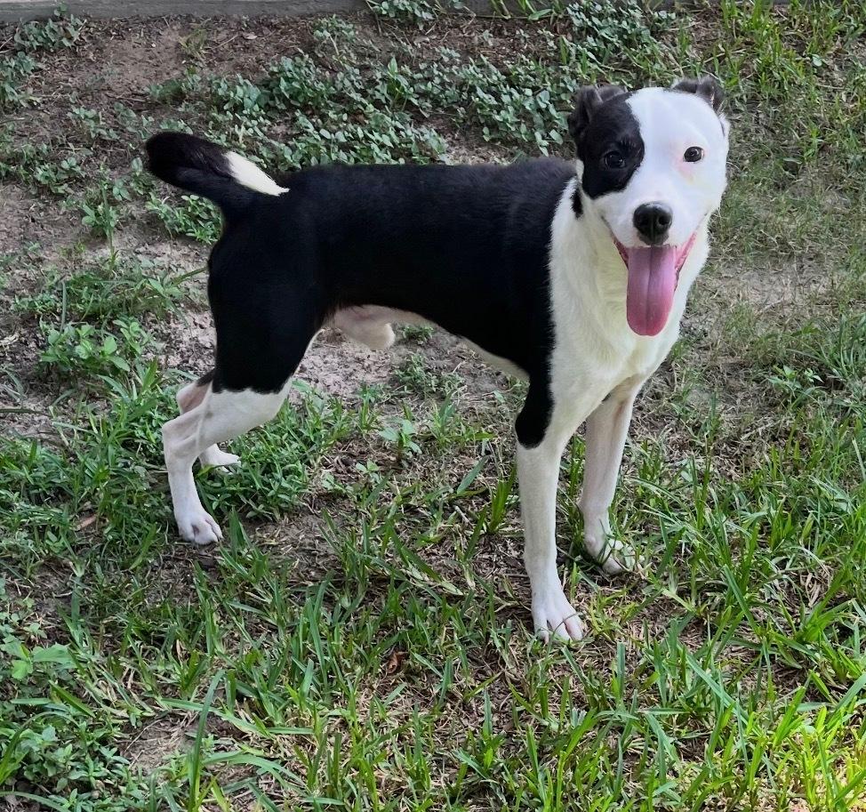 Enlarge Radio Flyer, a Adoptable mixed breed in Brookshire, TX image 1/6