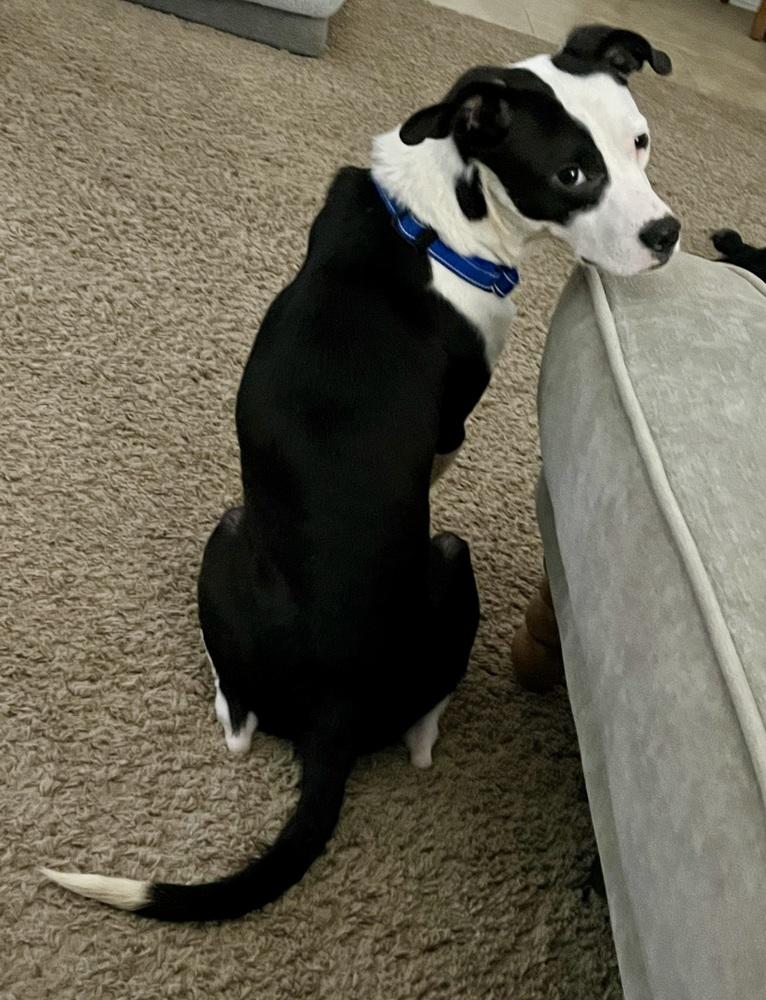 Enlarge Radio Flyer, a Adoptable mixed breed in Brookshire, TX image 3/6