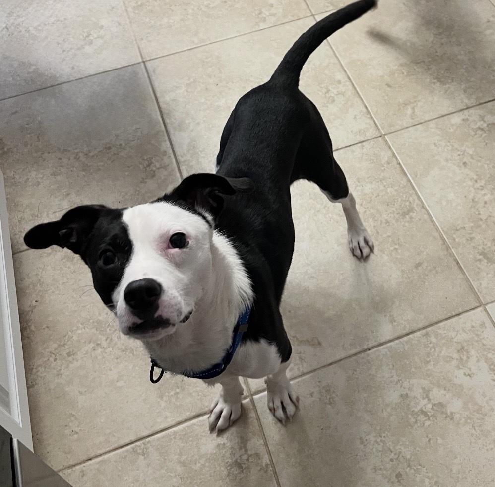Enlarge Radio Flyer, a Adoptable mixed breed in Brookshire, TX image 4/6
