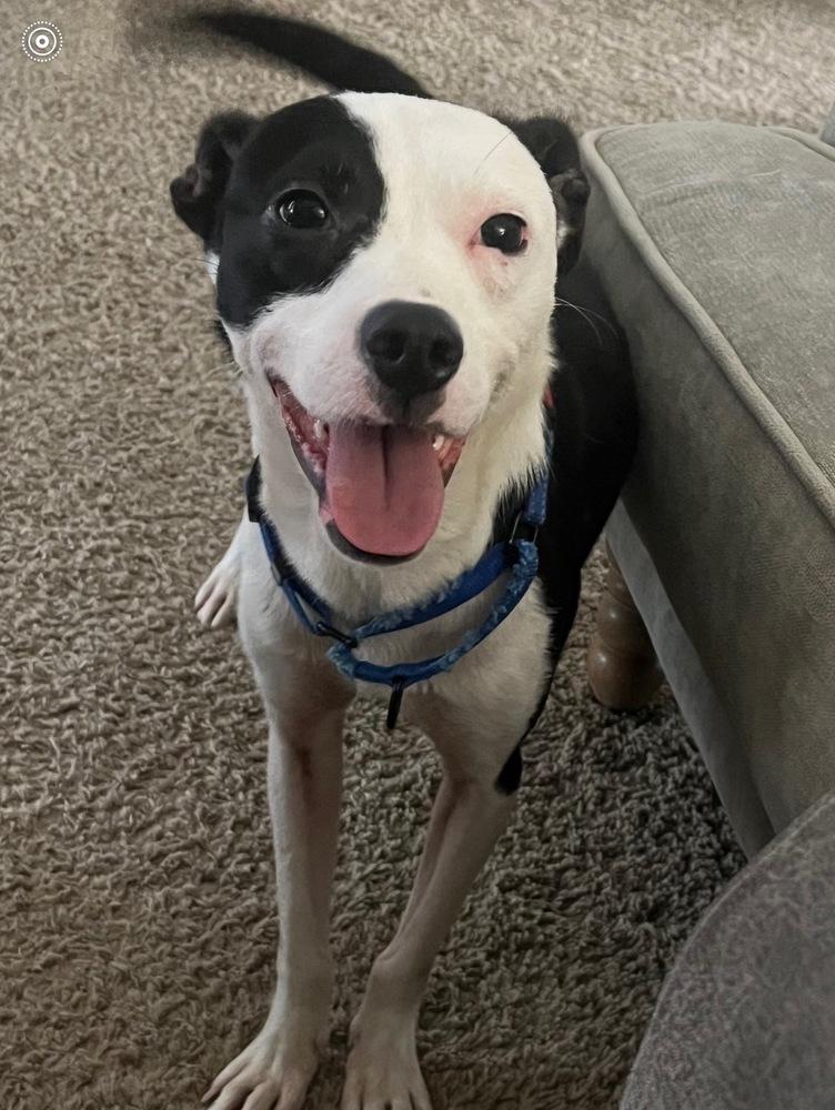 Enlarge Radio Flyer, a Adoptable mixed breed in Brookshire, TX image 5/6