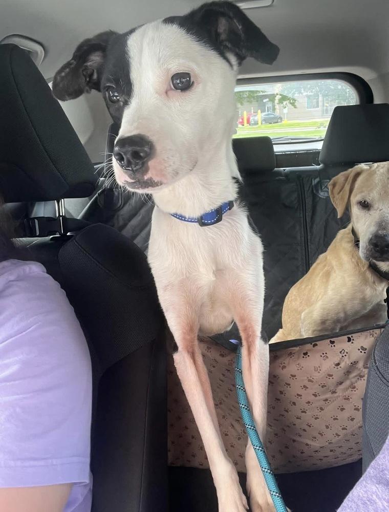 Enlarge Radio Flyer, a Adoptable mixed breed in Brookshire, TX image 6/6