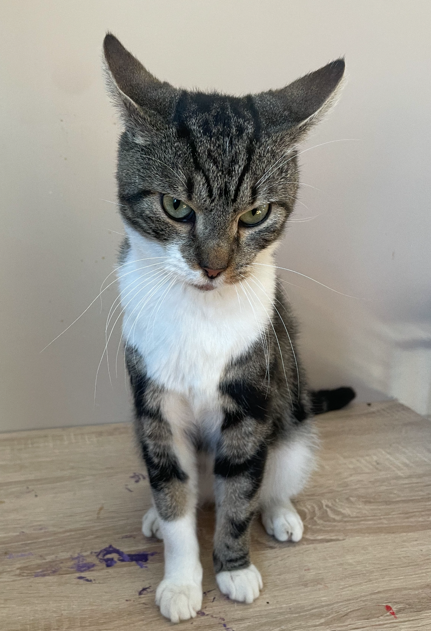 Cat for adoption Roger, a Domestic Short Hair in Turnersville, NJ