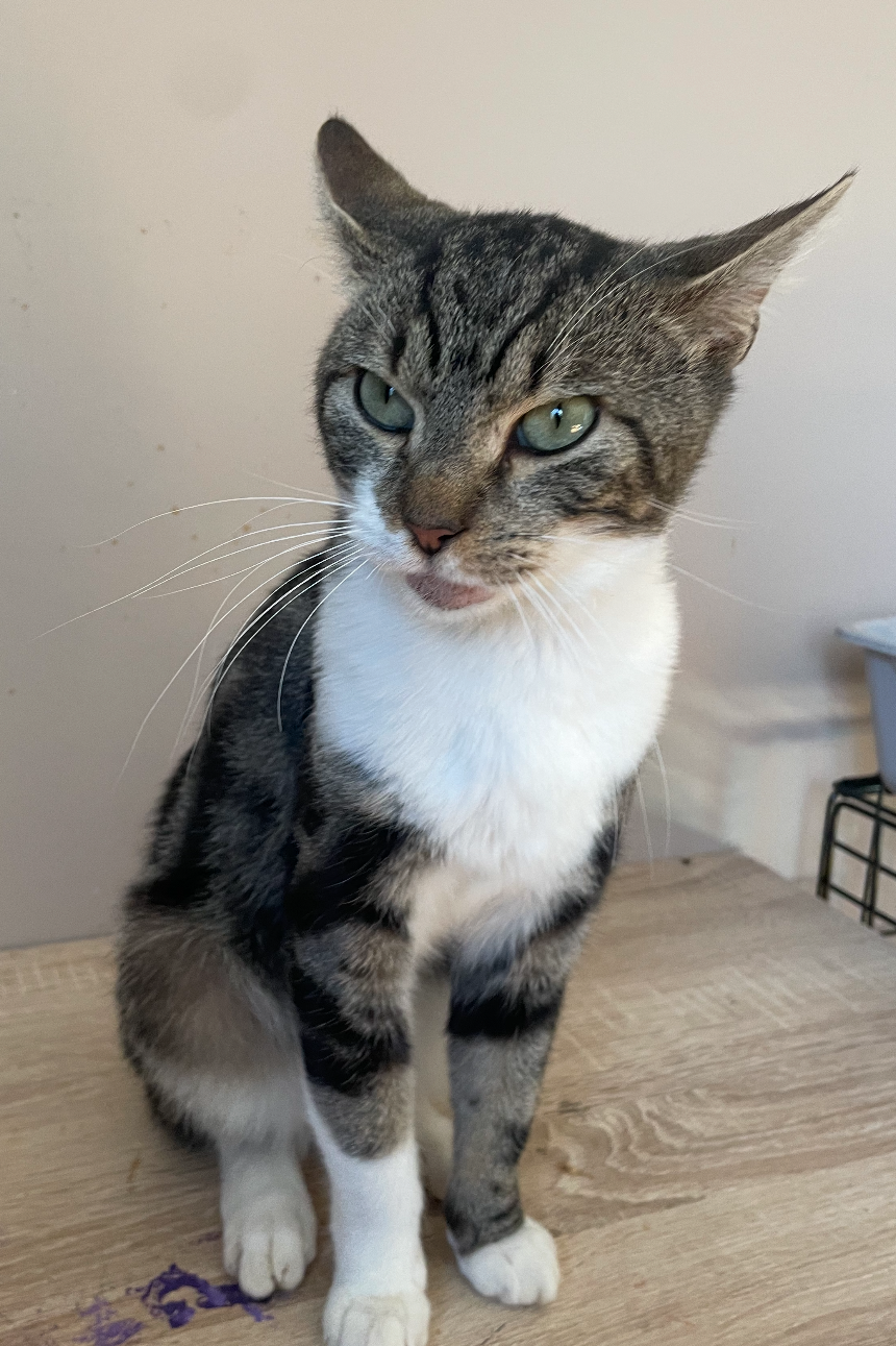 Cat for adoption Roger, a Domestic Short Hair in Turnersville, NJ Petfinder