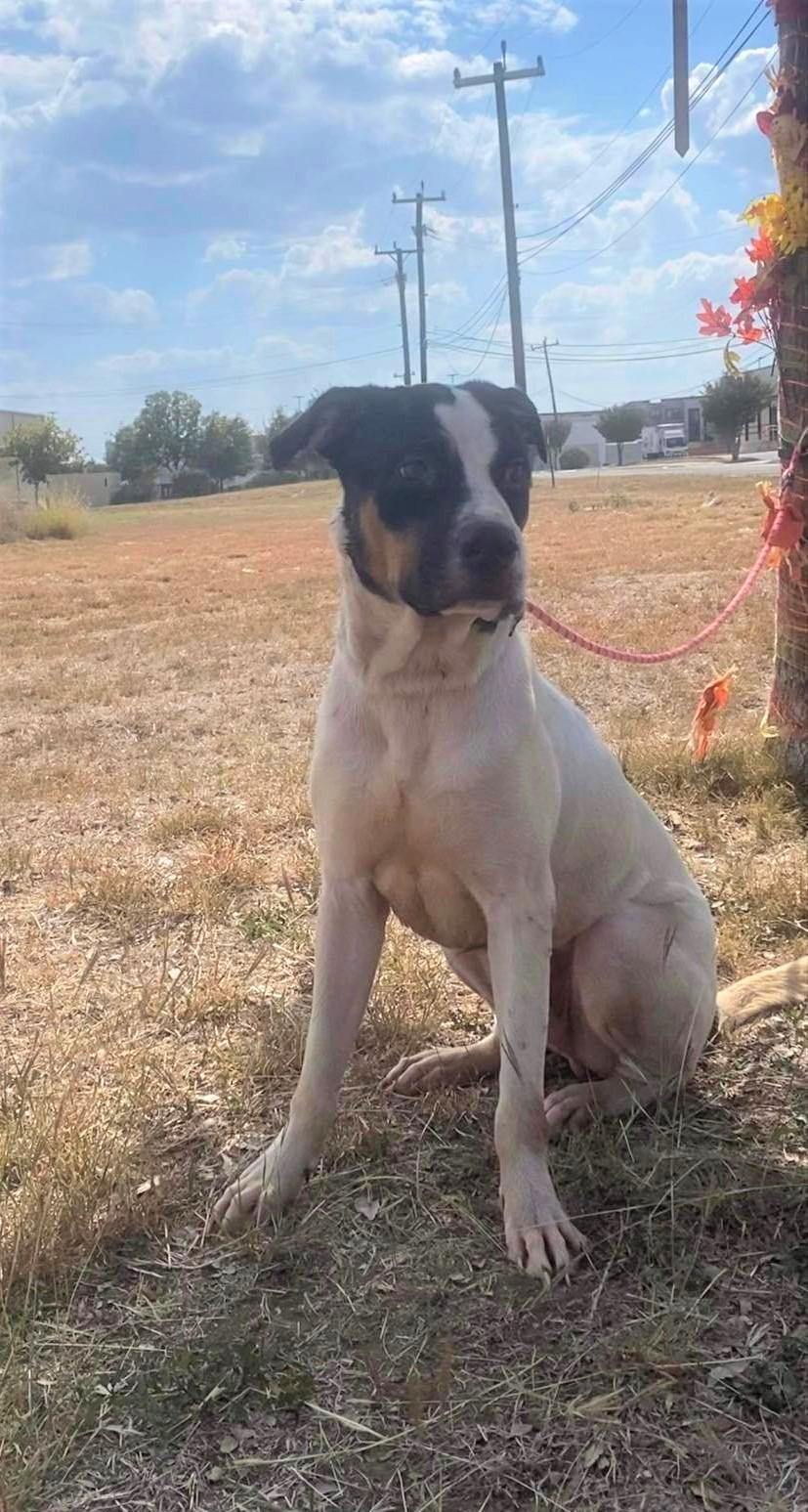 Enlarge Merlin, a Adoptable mixed breed in San Antonio, TX image 3/4