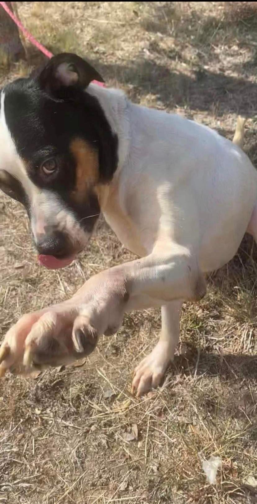 Enlarge Merlin, a Adoptable mixed breed in San Antonio, TX image 1/4