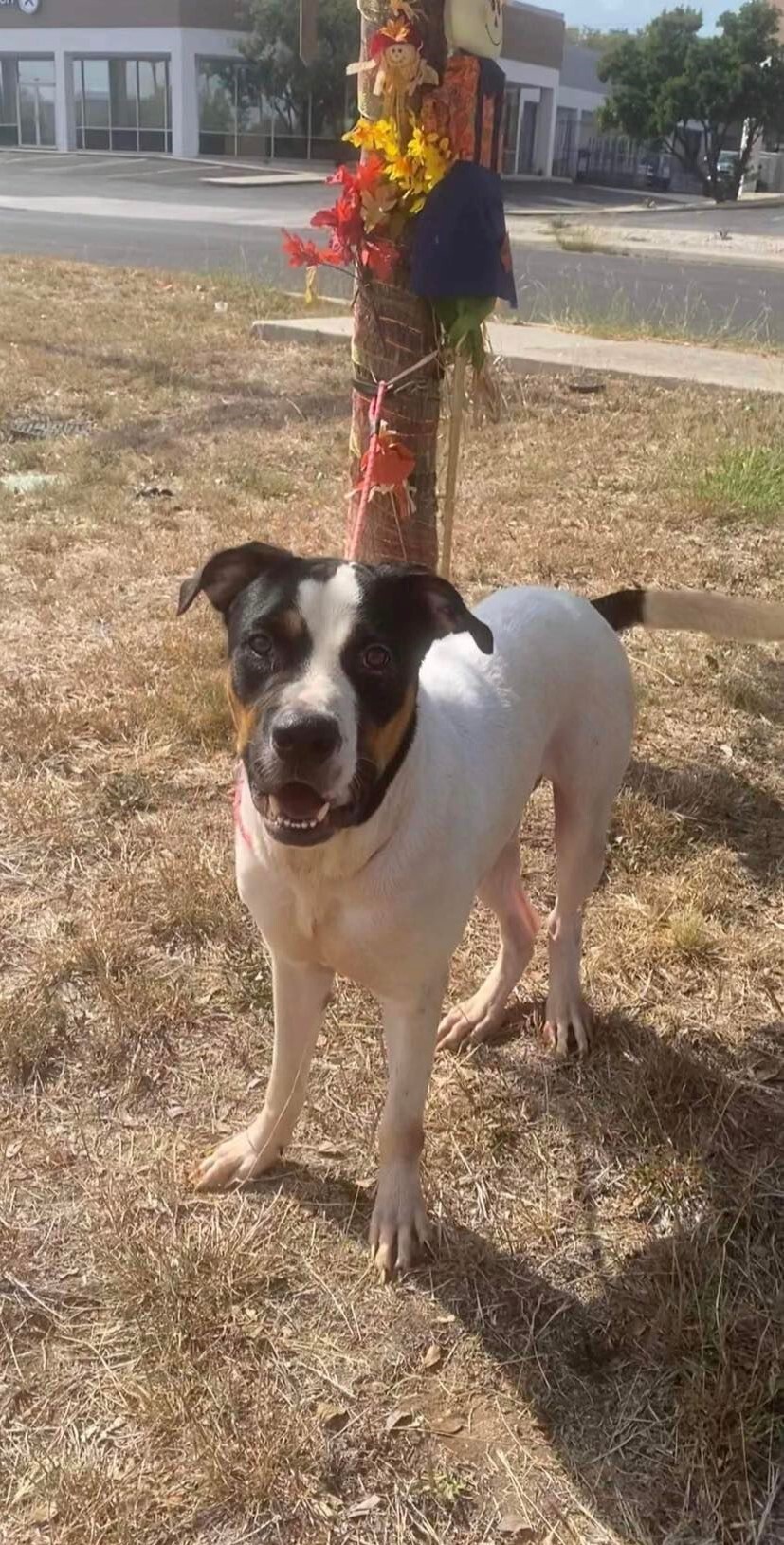 Enlarge Merlin, a Adoptable mixed breed in San Antonio, TX image 4/4