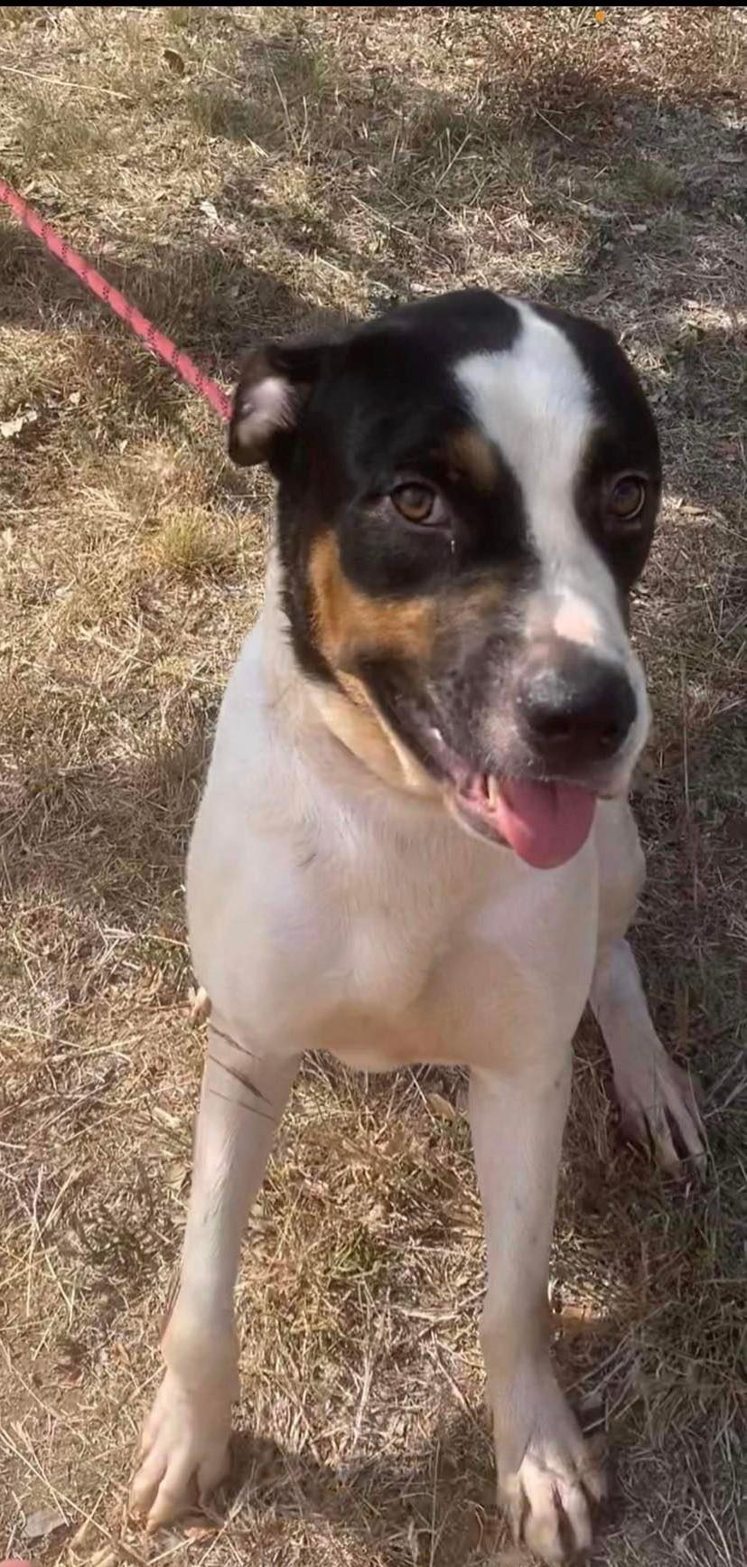 Enlarge Merlin, a Adoptable mixed breed in San Antonio, TX image 2/4