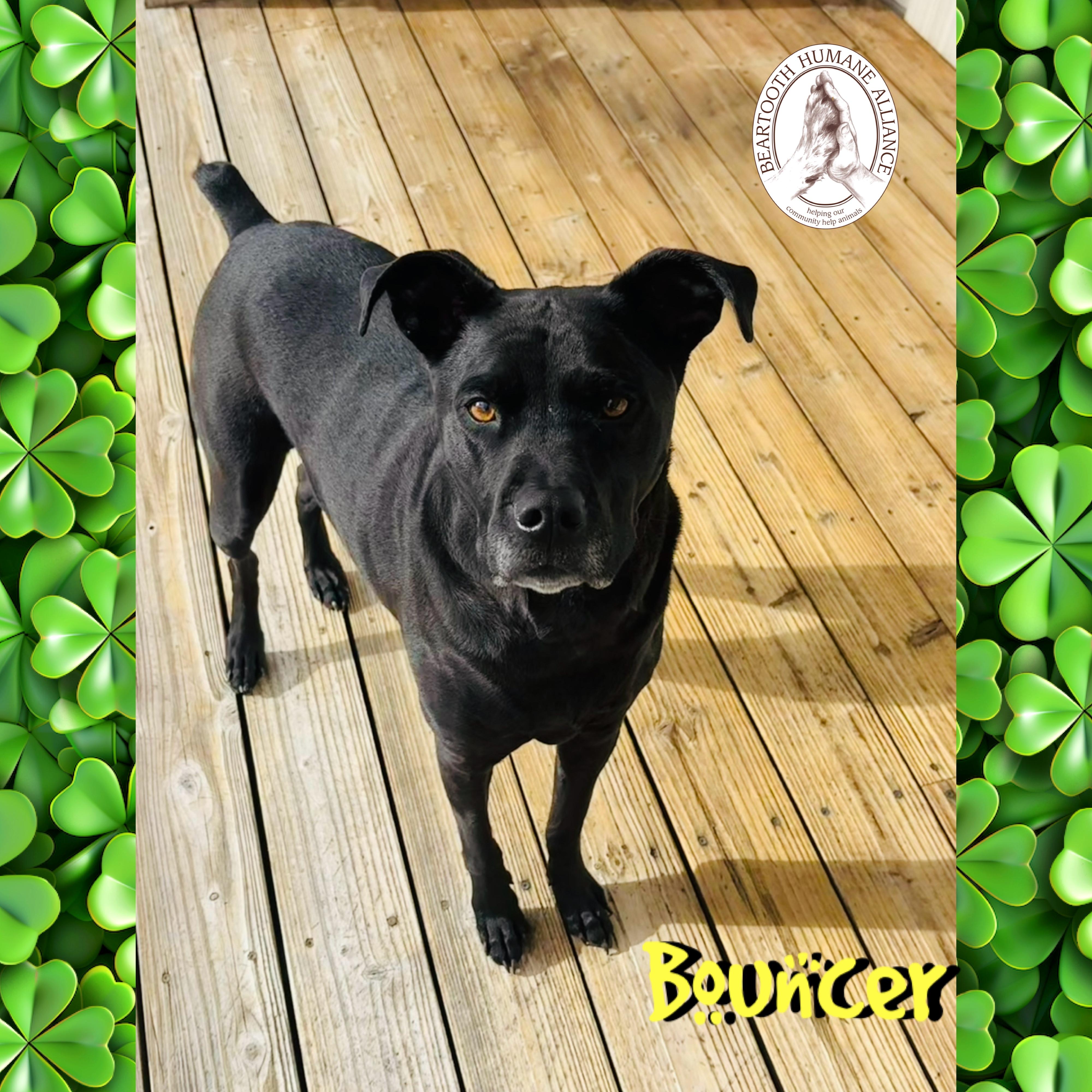 Enlarge Bouncer, a ADOPTABLE mixed breed in Red Lodge, MT image 4/4