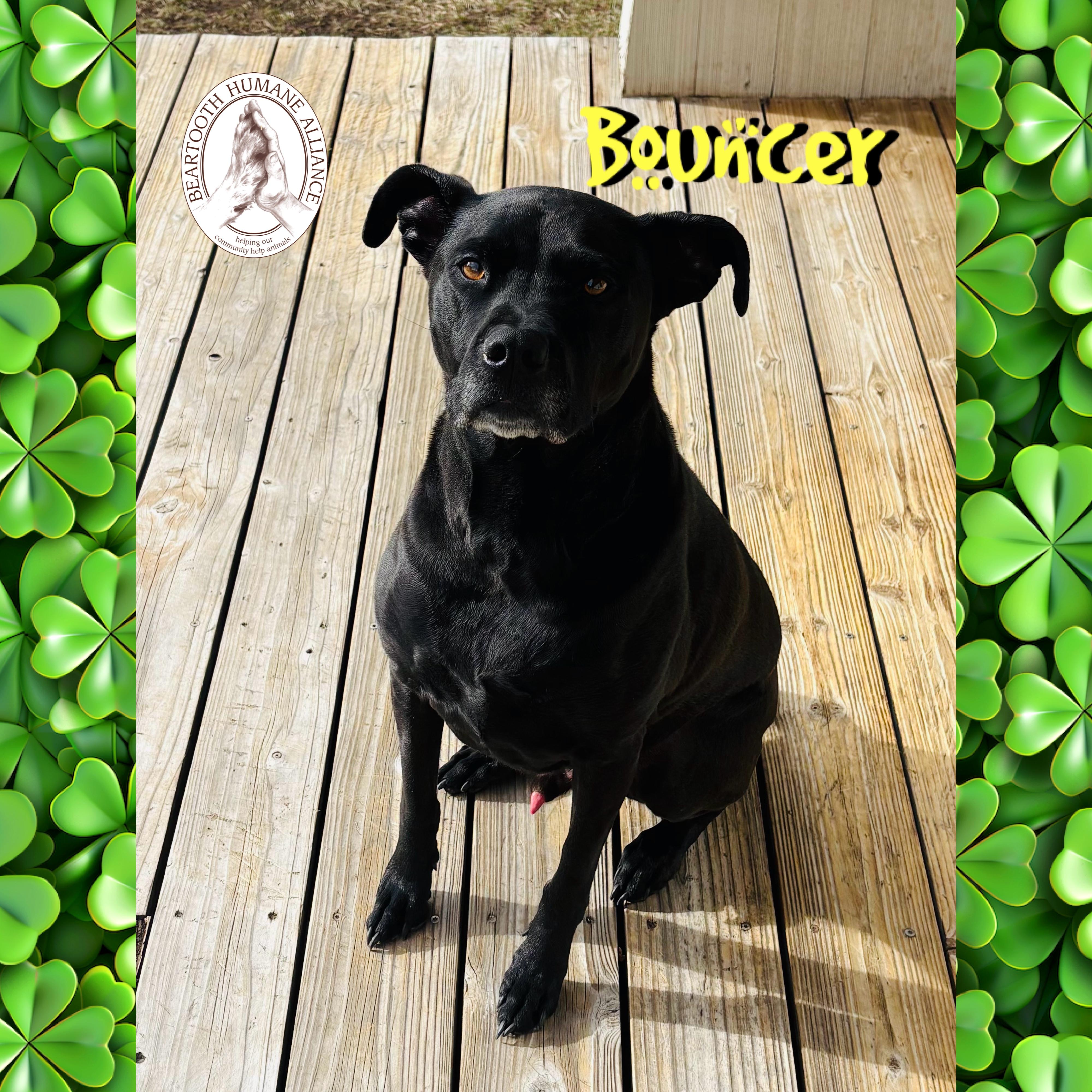 Bouncer, ADOPTABLE, Adult Male Boxer & Black Labrador Retriever.