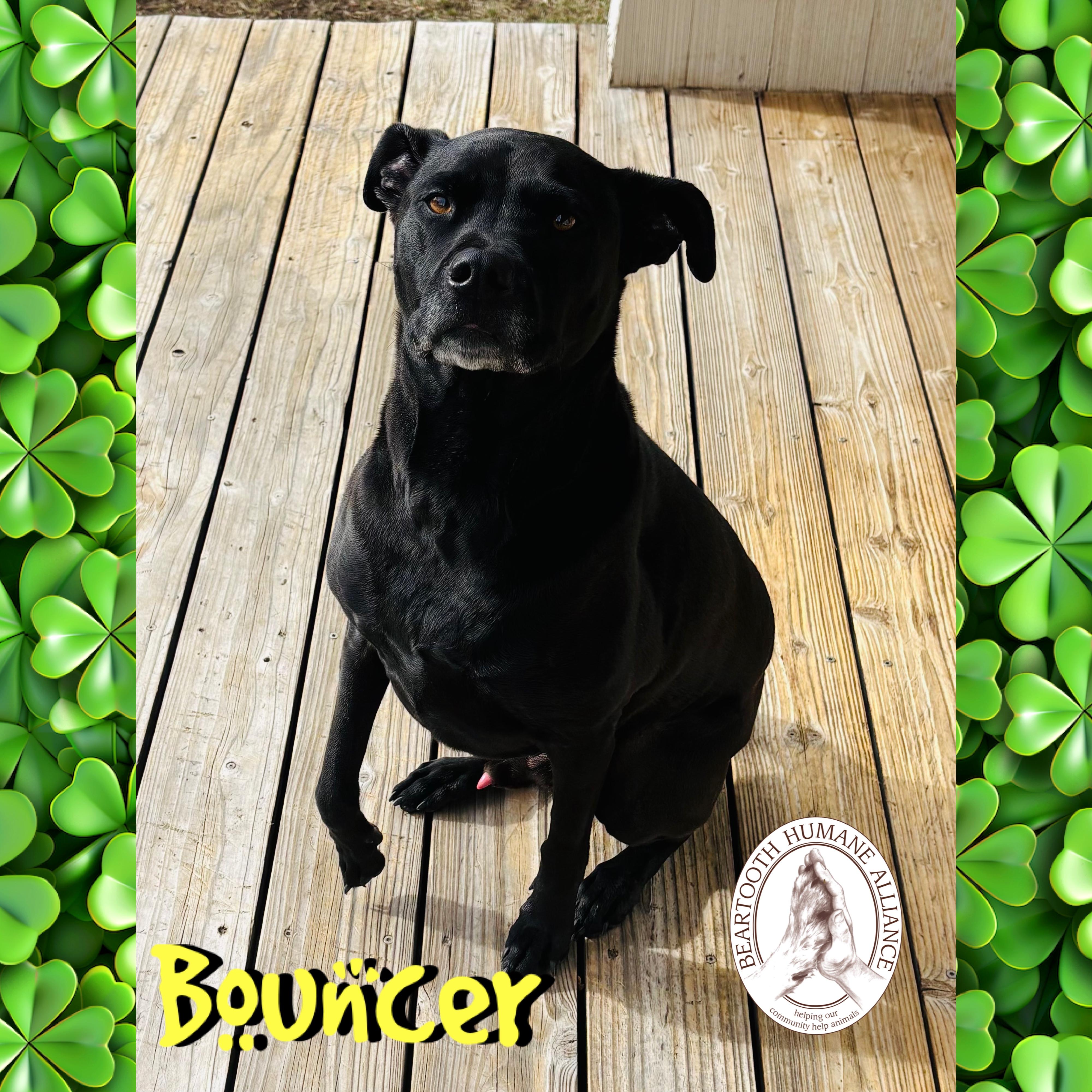 Enlarge Bouncer, a ADOPTABLE mixed breed in Red Lodge, MT image 3/4