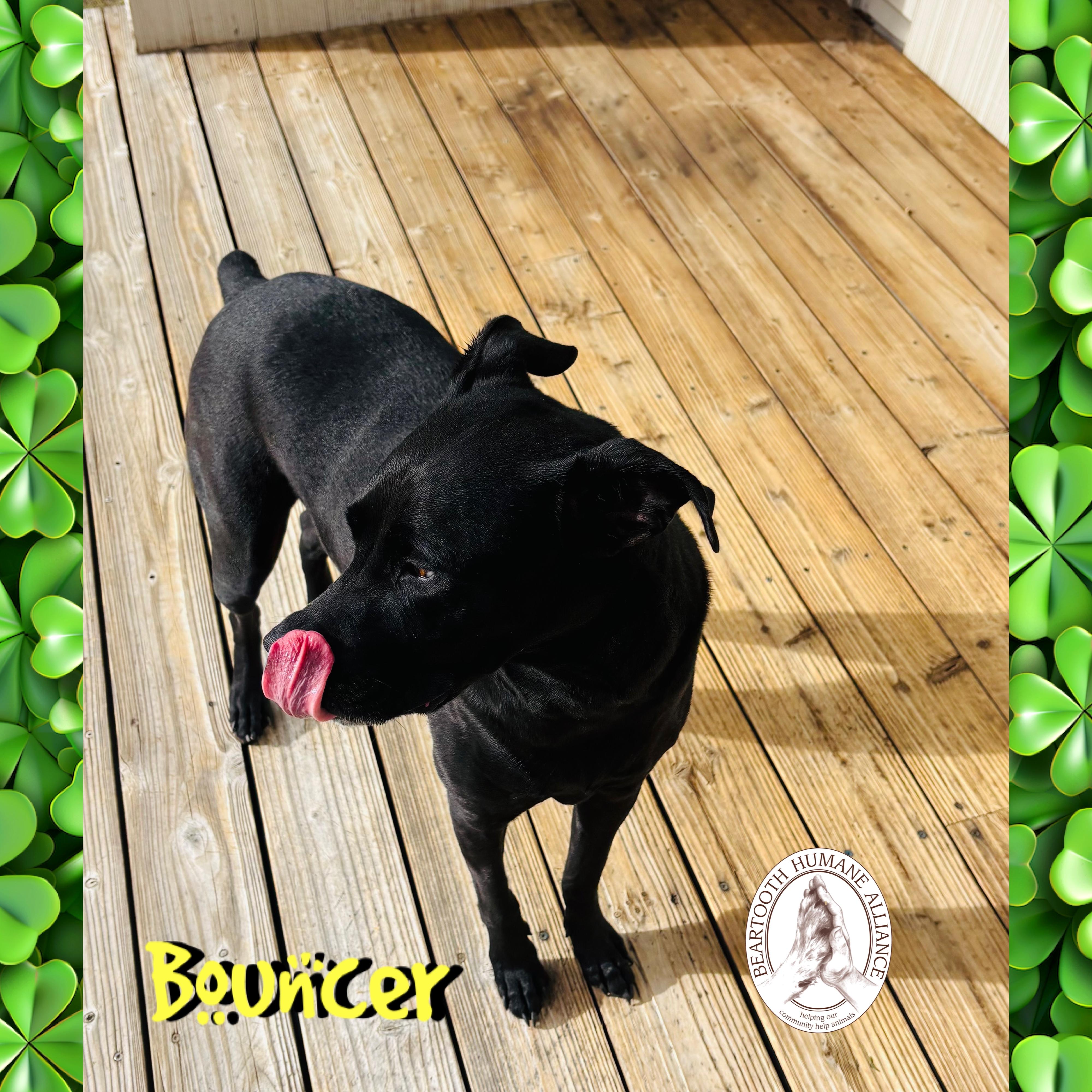 Enlarge Bouncer, a ADOPTABLE mixed breed in Red Lodge, MT image 2/4